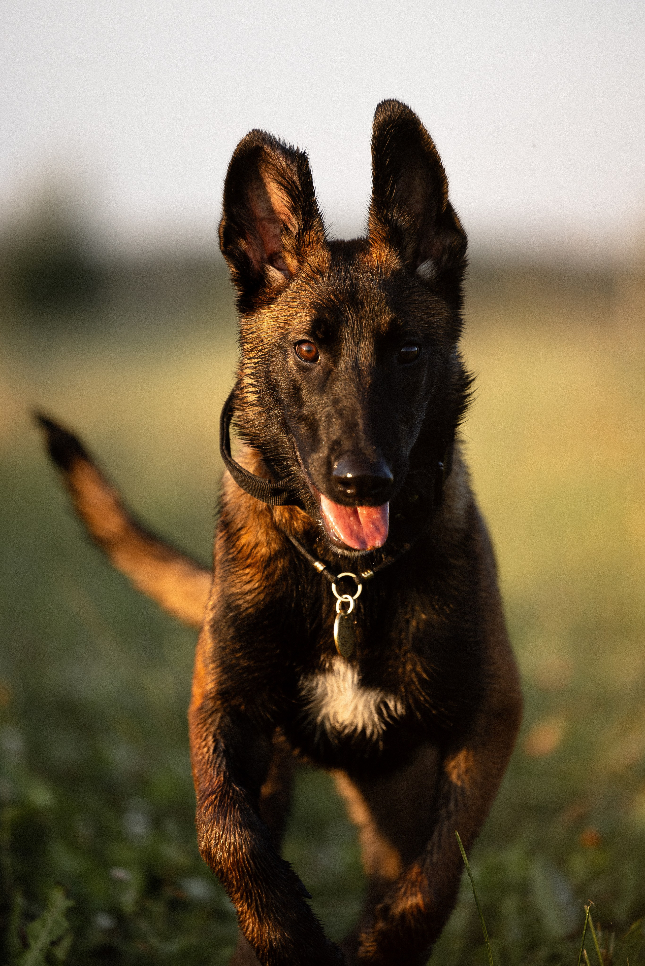 Галина и Лоя. Фотограф и видеограф анималист Аганина Дарья