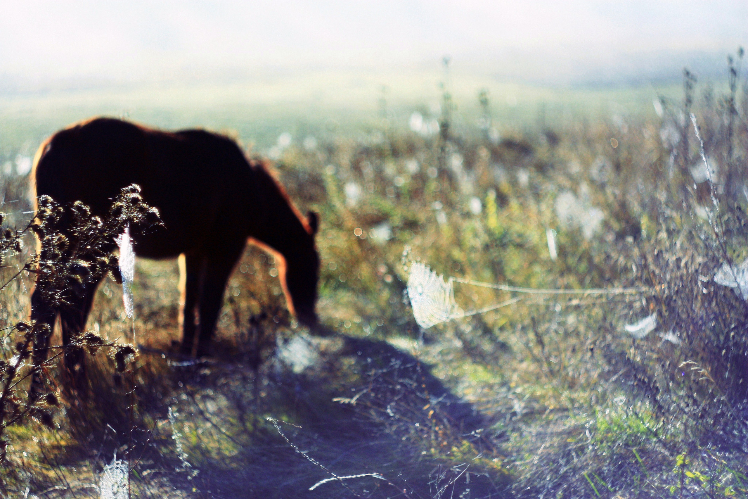 крымский пейзаж с лошадьми на рассвете фото