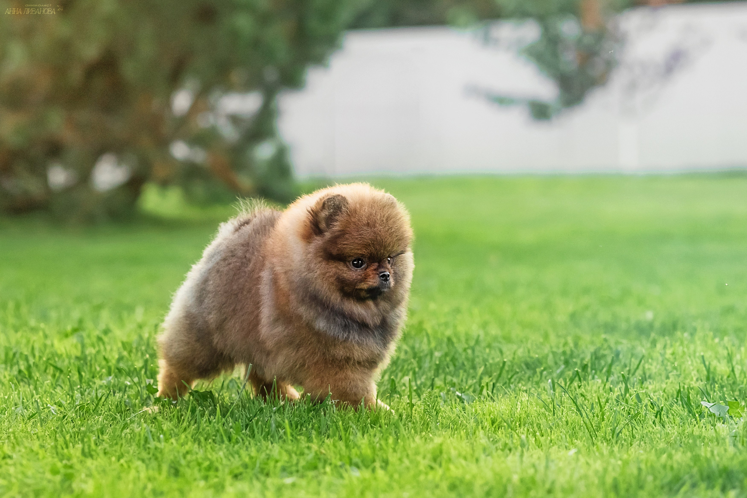 Шпицулики. Фотограф анималист Аня Ливанова | Рыбинск