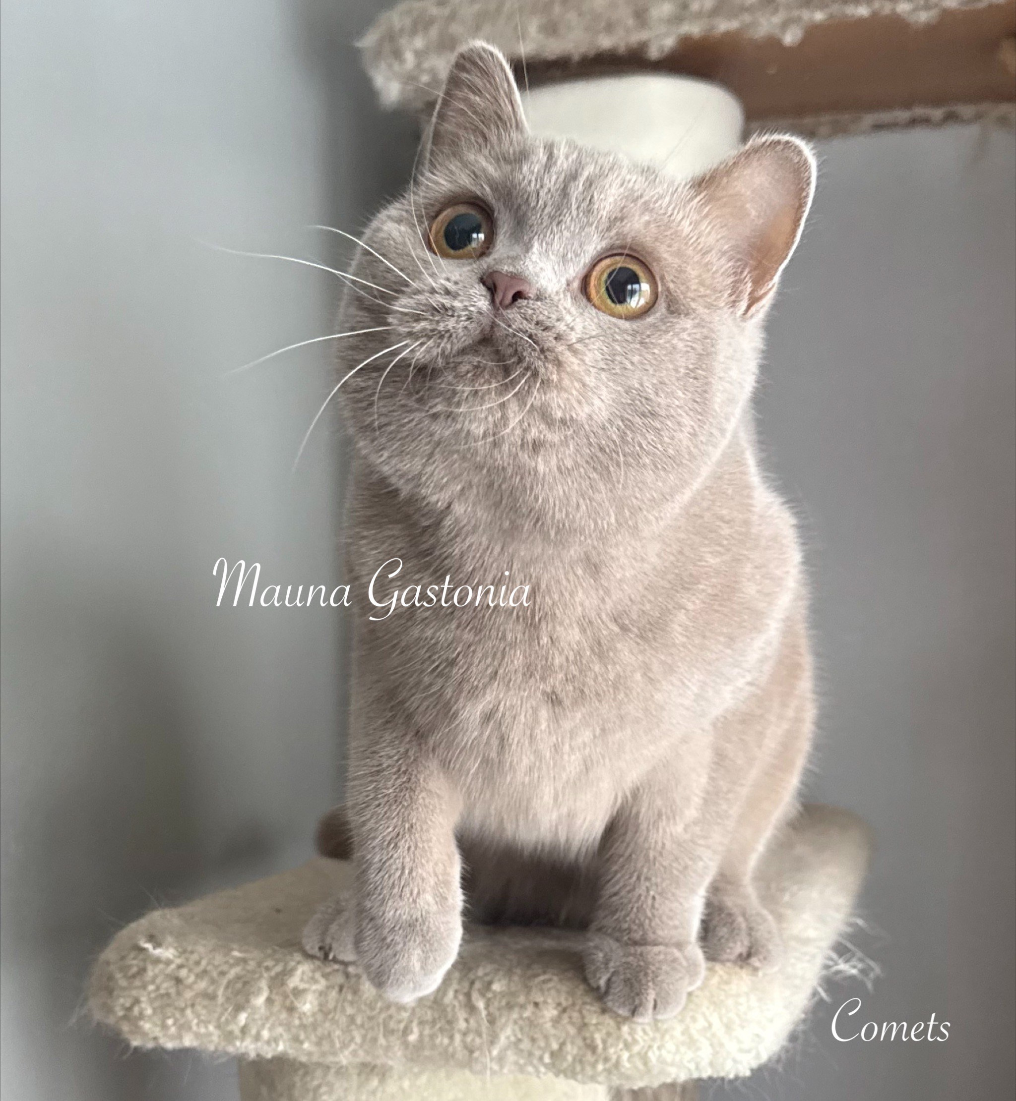 Comets. Mauna Gastonia