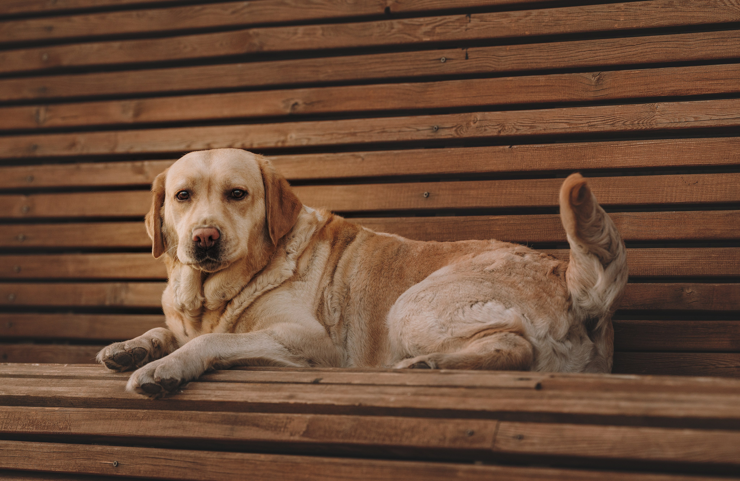 Фотосъёмка с вашими питомцами. Фотограф анималист в Спб недорого Олеся Майорова
