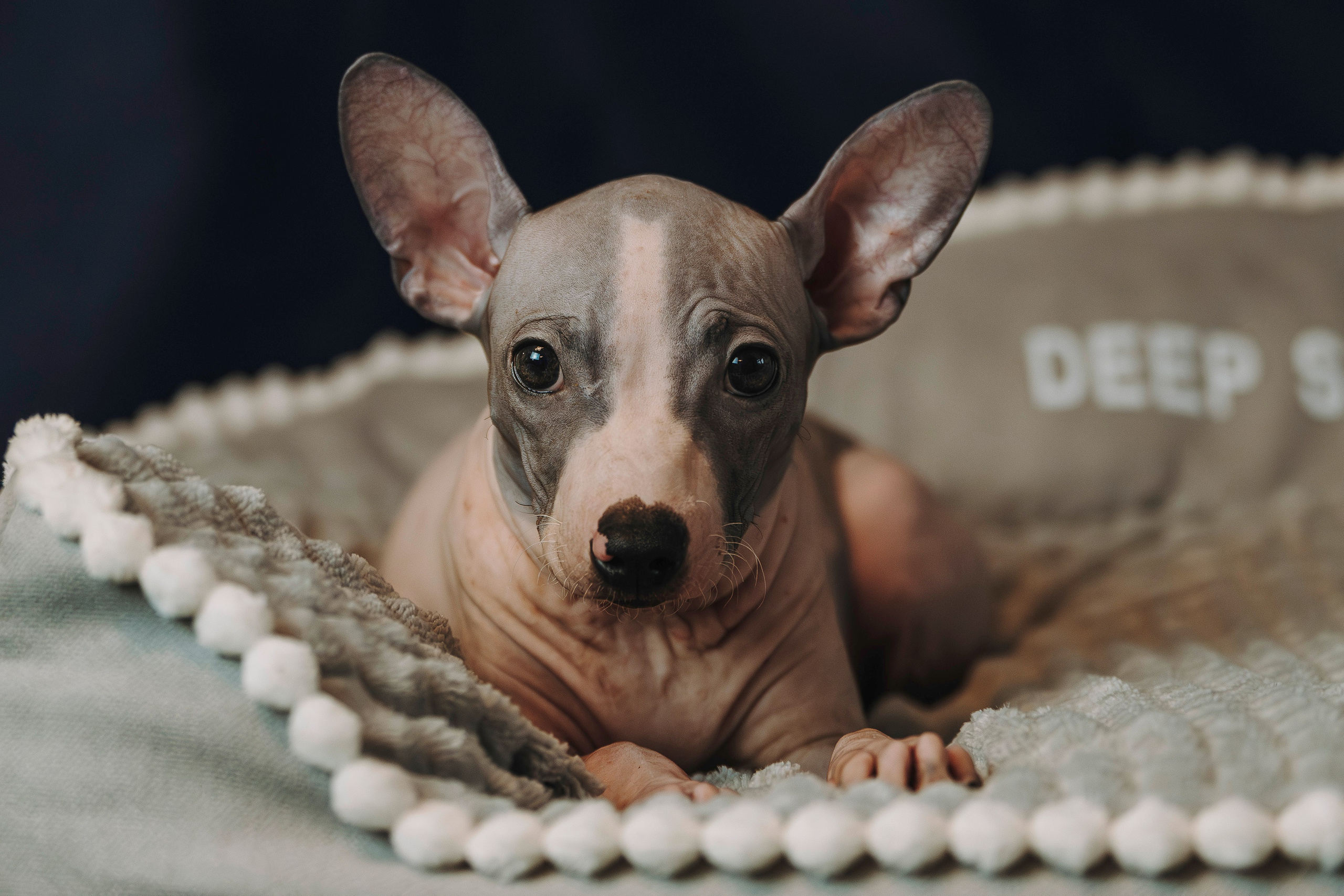 Малыши американского голого терьера. Фотограф анималист в Спб недорого Олеся Майорова