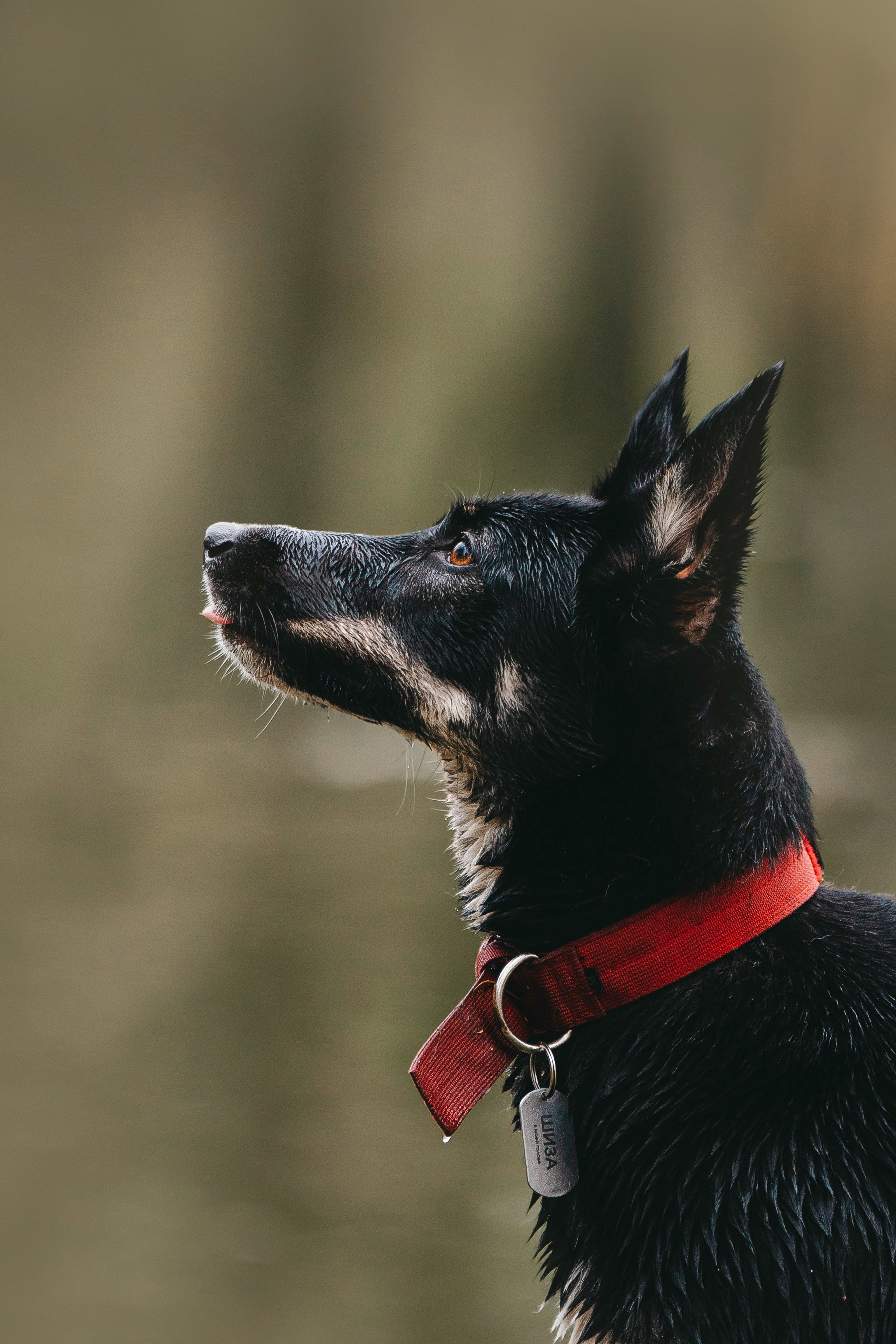 Эля и Шиза. Фотограф анималист в Спб недорого Олеся Майорова