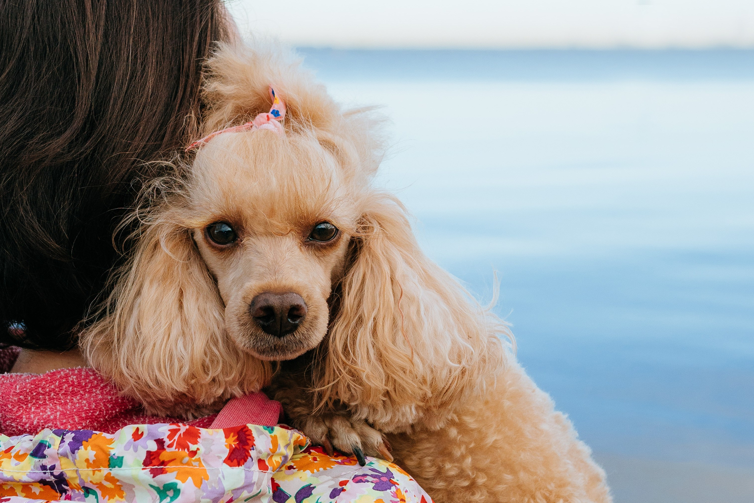 Фотосессия с собакой на пляже. Фотограф анималист в Спб недорого Олеся Майорова