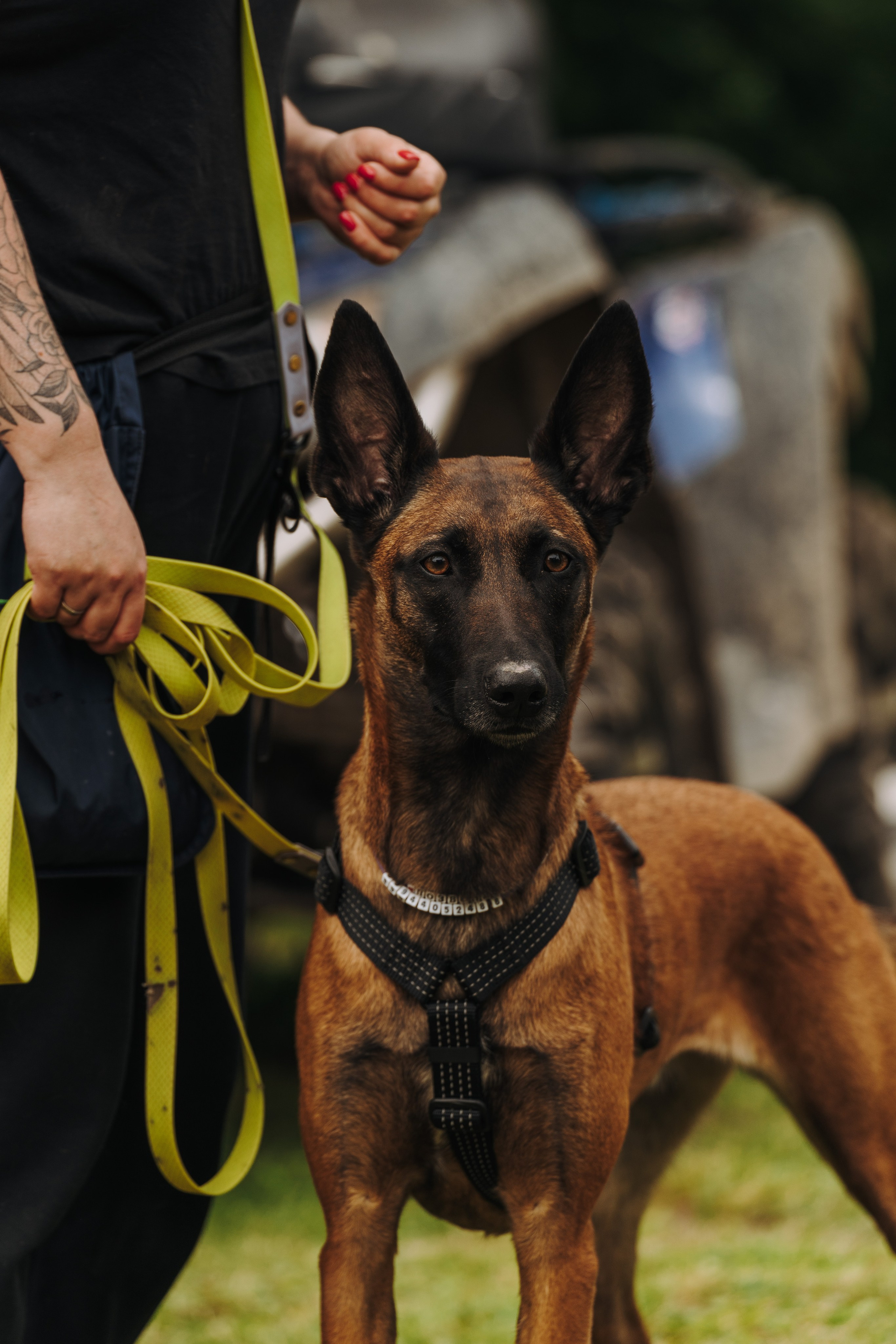 Соревнования по ноузворку. Фотограф анималист в Спб недорого Олеся Майорова