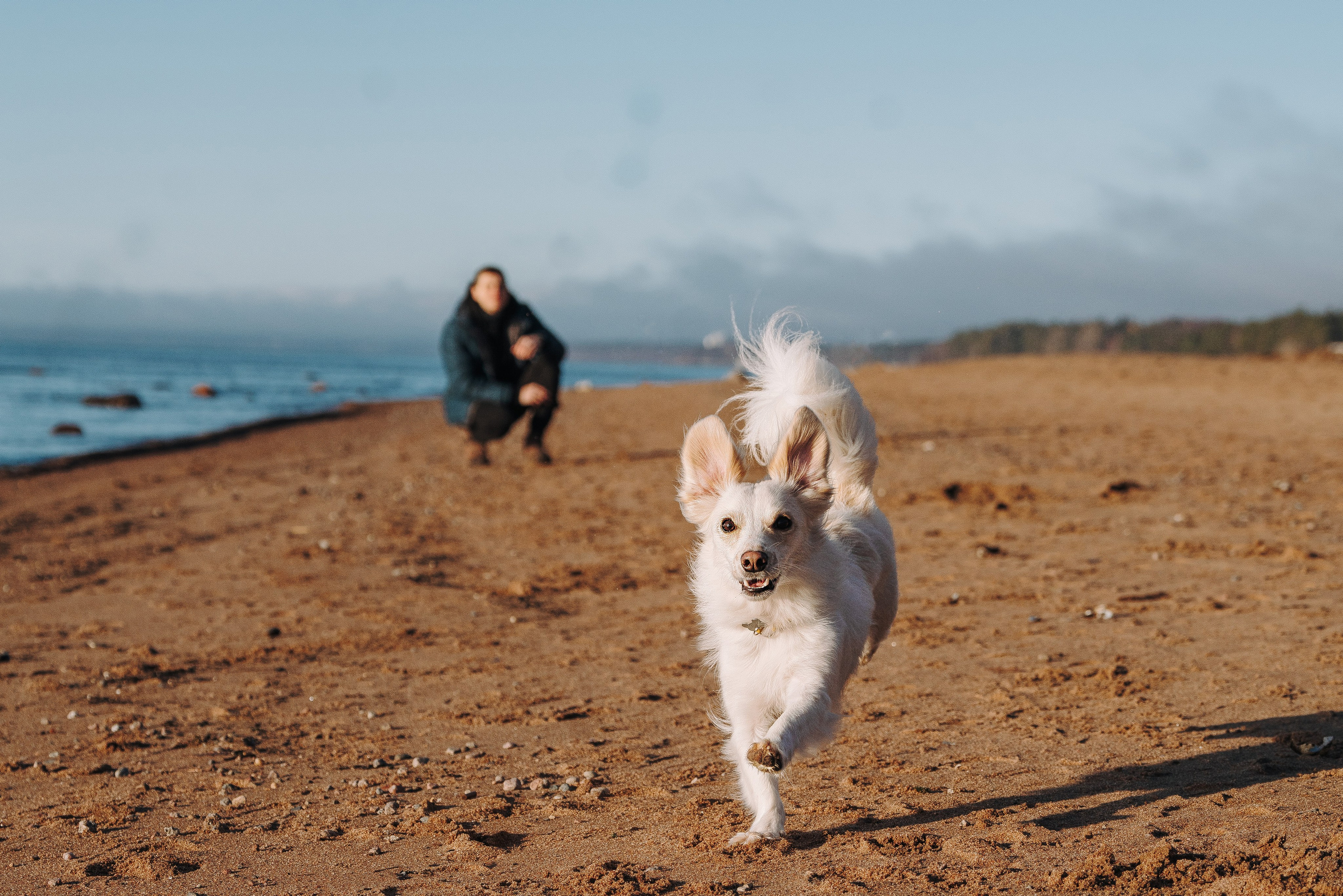 Бруно, Алена и Антон. Фотограф анималист в Спб недорого Олеся Майорова