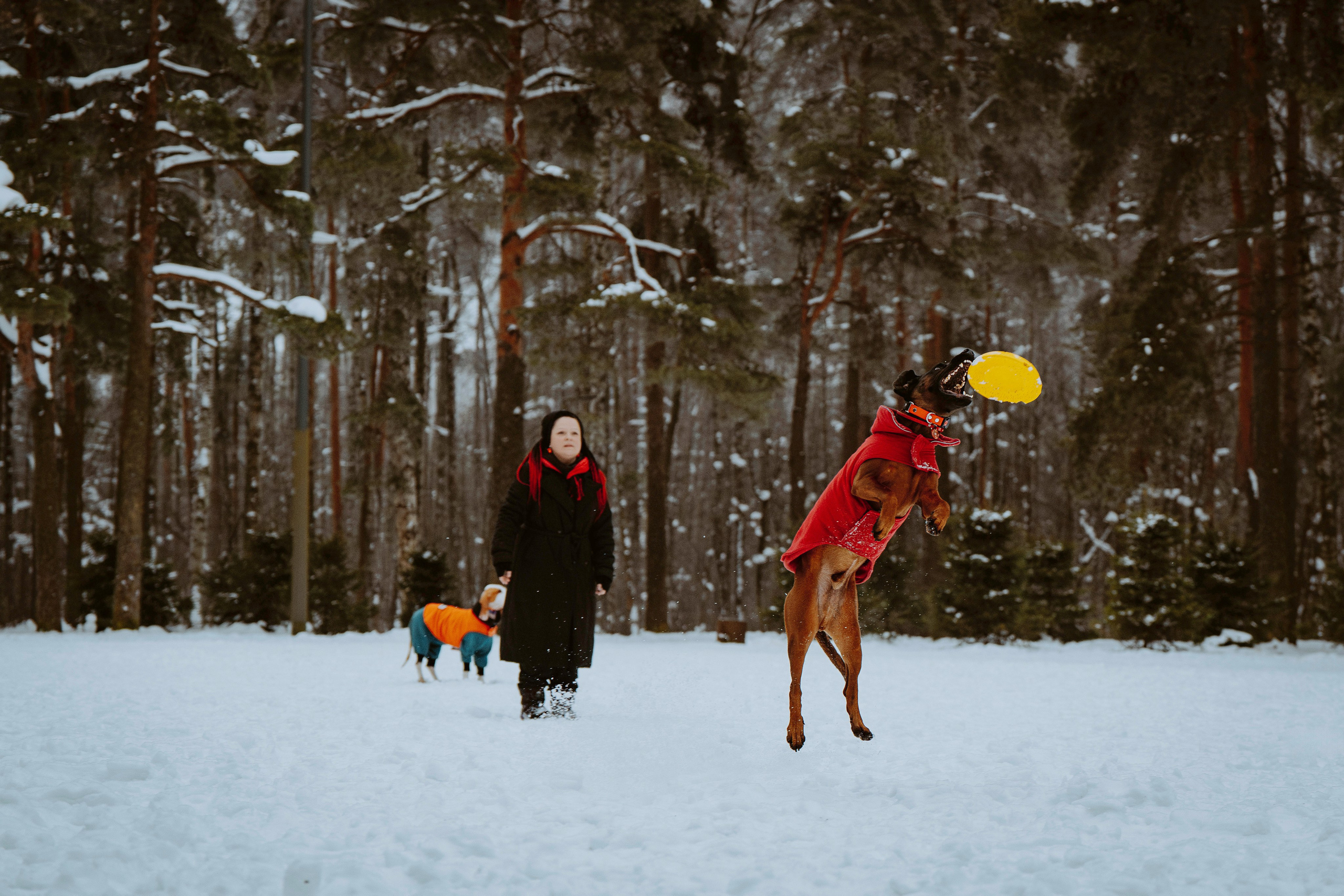 Ольга, Рора и Румпель. Фотограф анималист в Спб недорого Олеся Майорова