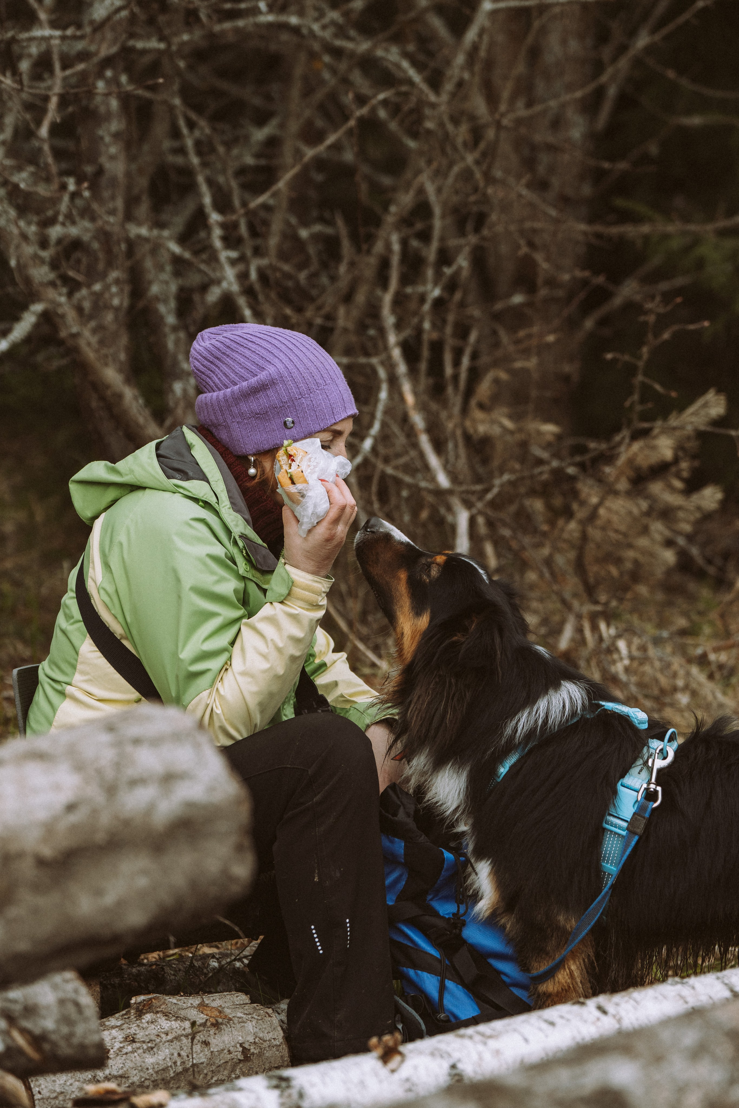 Дог трекинг к финскому хутору. Фотограф анималист в Спб недорого Олеся Майорова