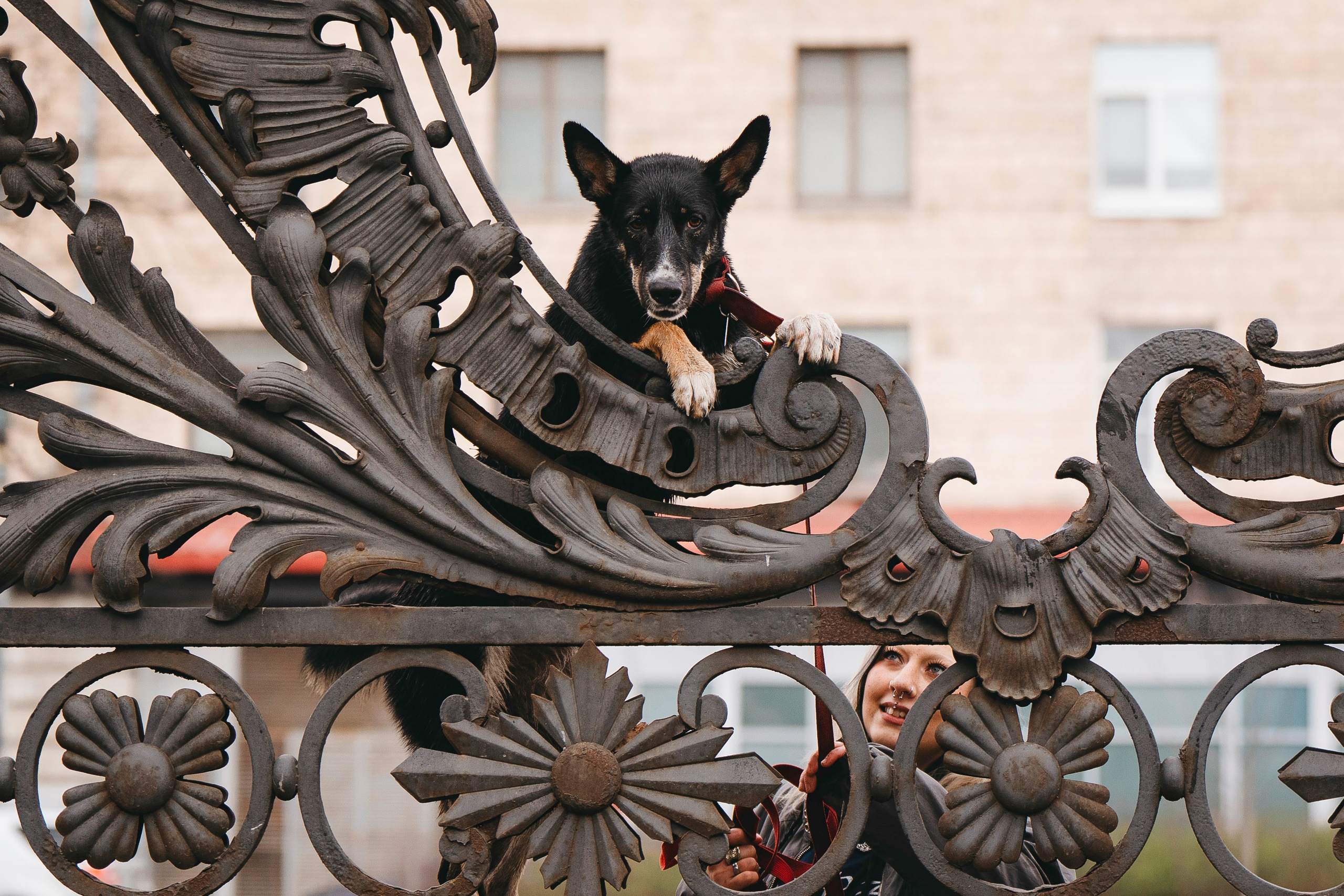 Эля и Шиза. Фотограф анималист в Спб недорого Олеся Майорова