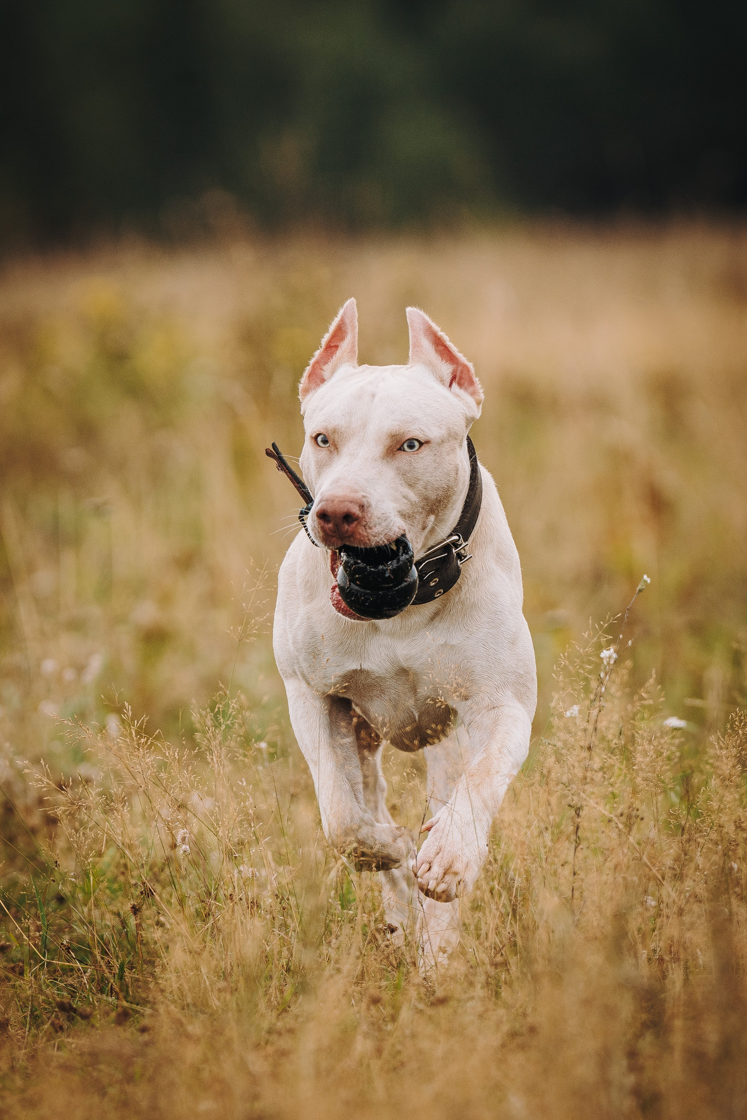 Оля и Гламур. Фотограф анималист в Спб недорого Олеся Майорова