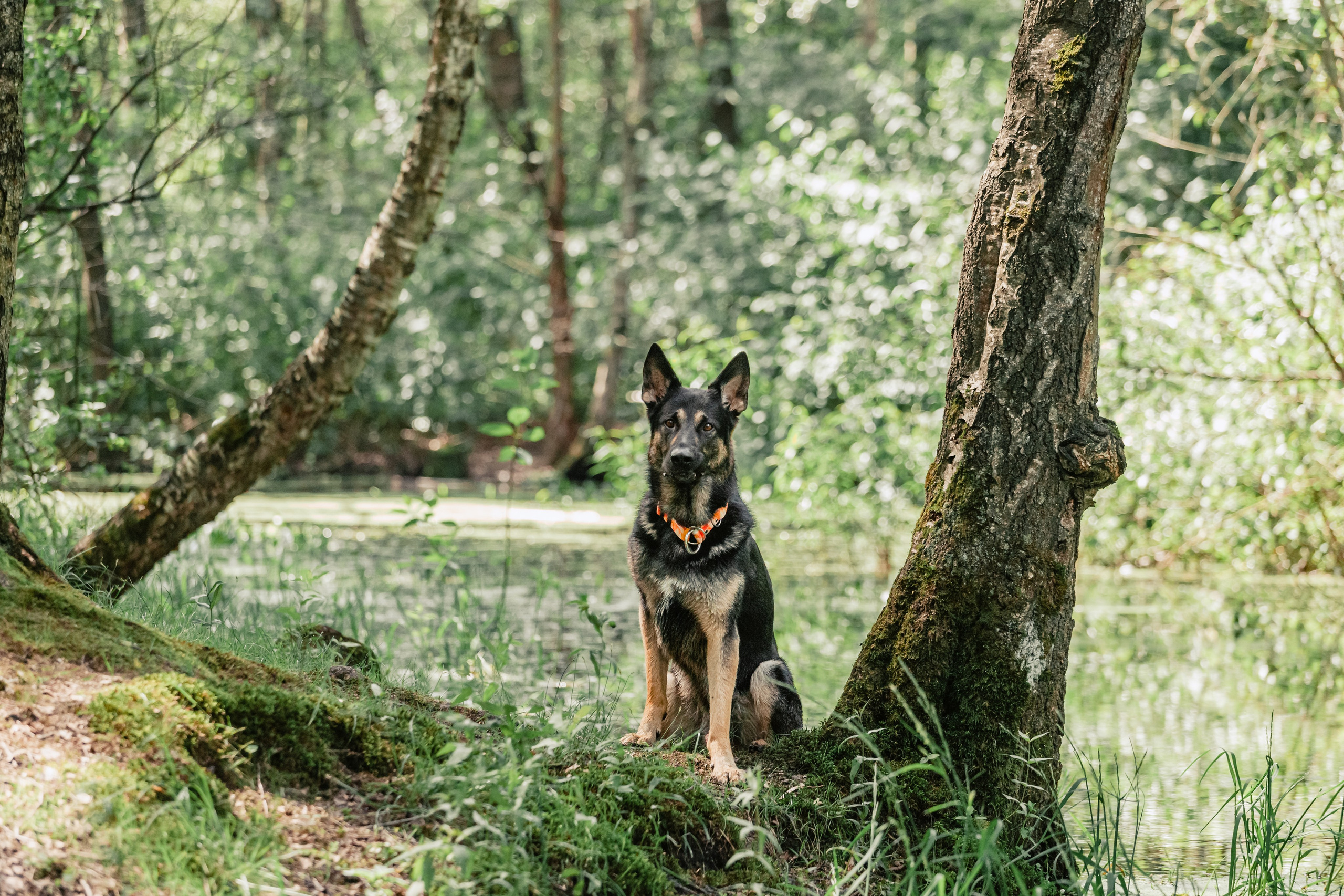 Лесная летняя фотопрогулка. Фотограф-анималист Татьяна Степанова
