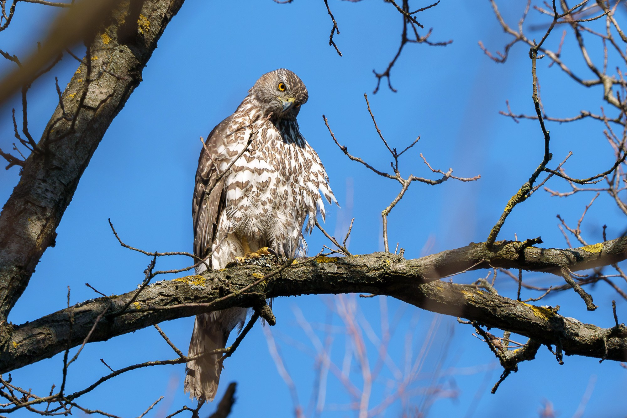 Удивительные мир птиц. Вокруг нас столько прекрасного — присмотритесь!. Ваш личный фотограф Марина Волкова