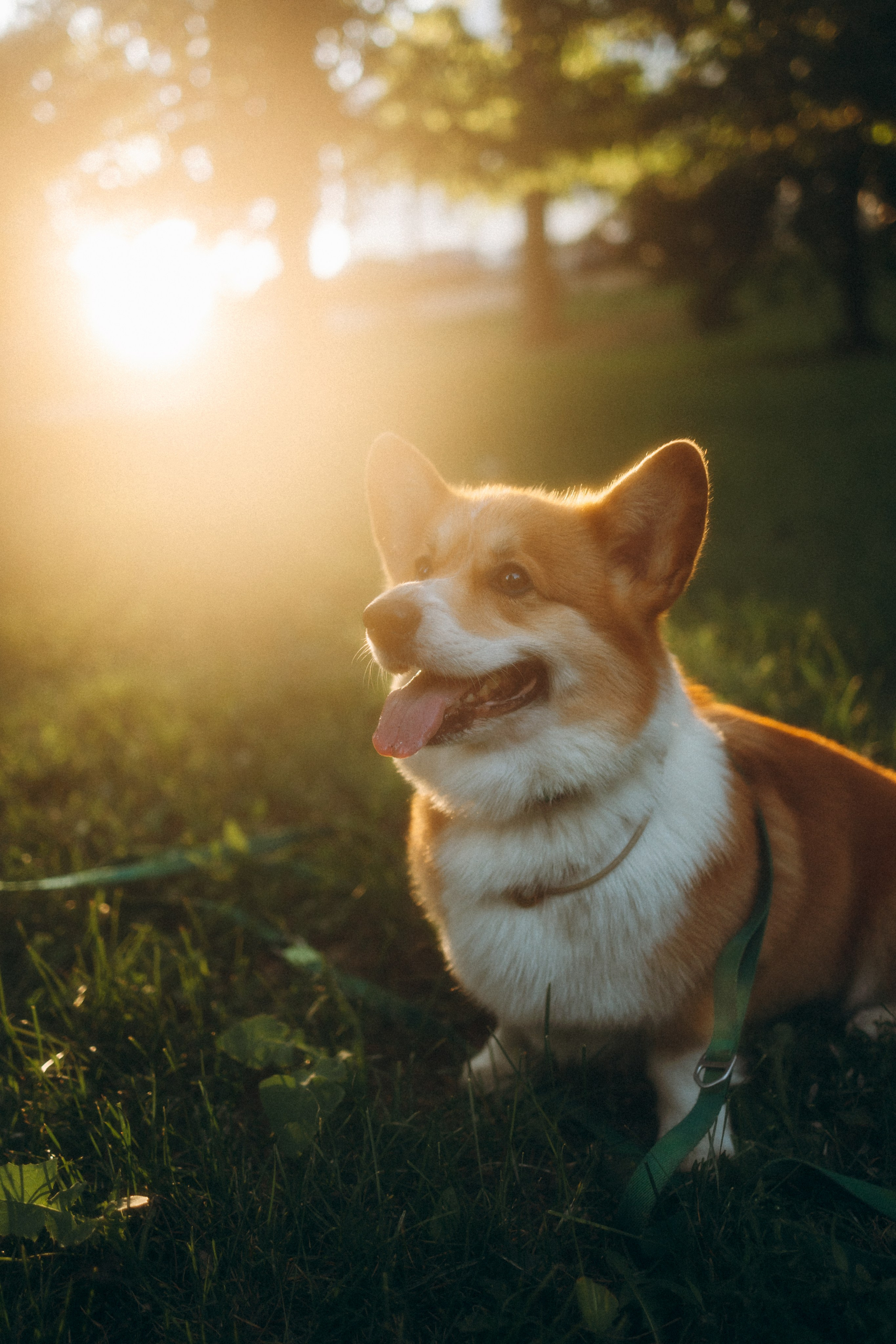 Момо, Люда и Эд. Фотограф анималист Анастасия Пикей