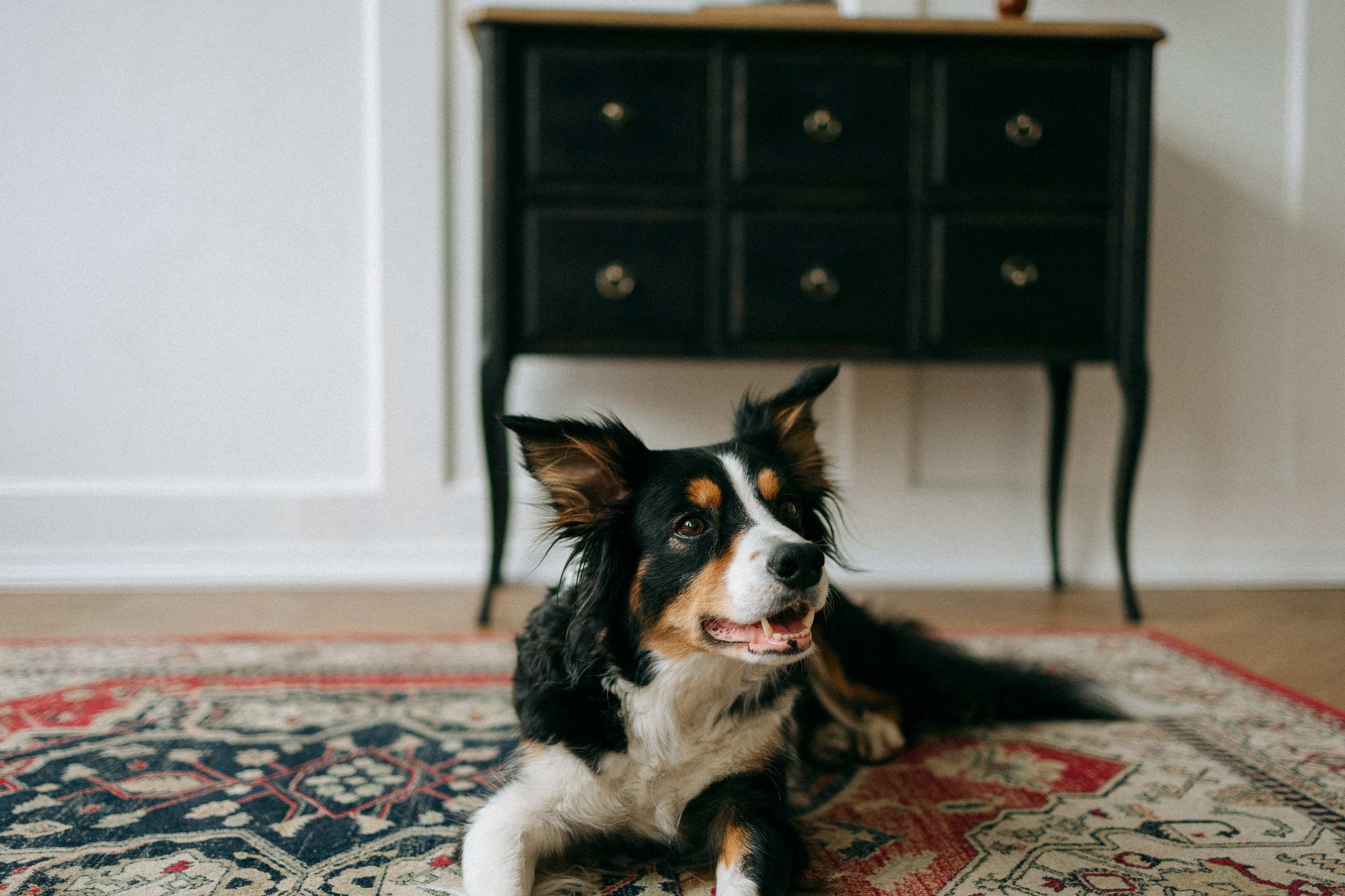 Цунами, Теон и Женя. Фотограф анималист Анастасия Пикей