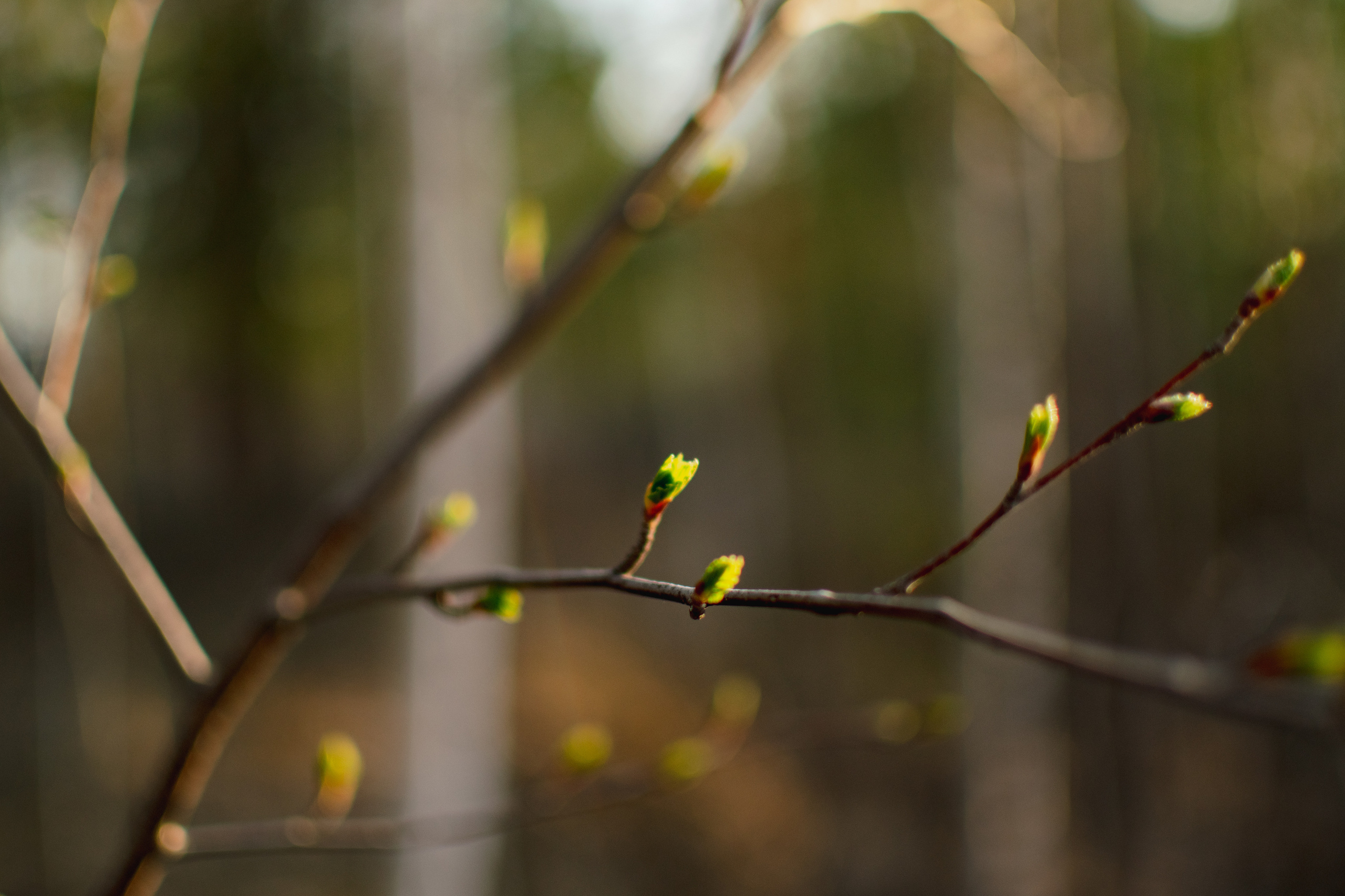 Мир вокруг меня. Фотограф вдохновленной жизнью и природой Надежда Адданикова