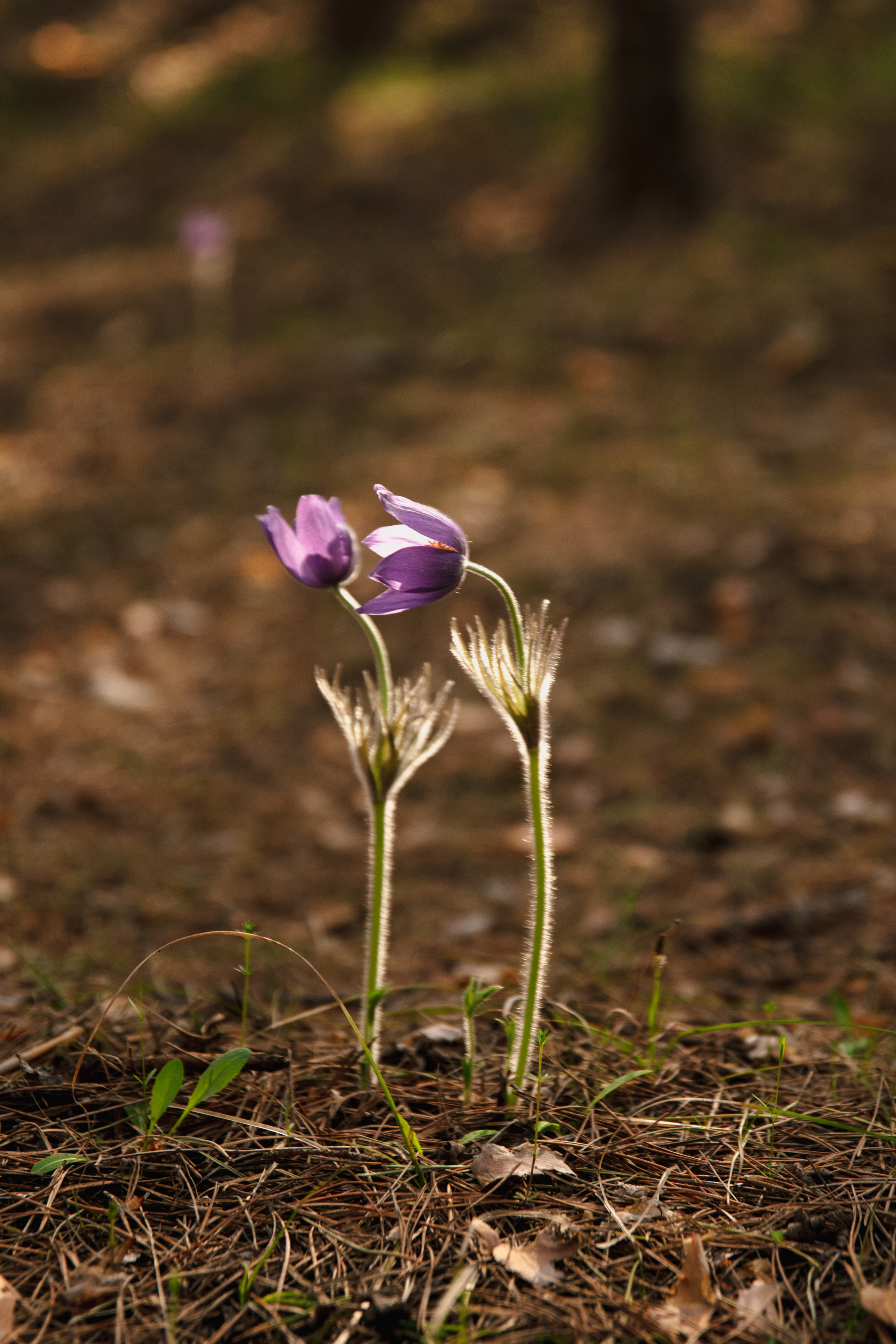Мир вокруг меня. Фотограф вдохновленной жизнью и природой Надежда Адданикова