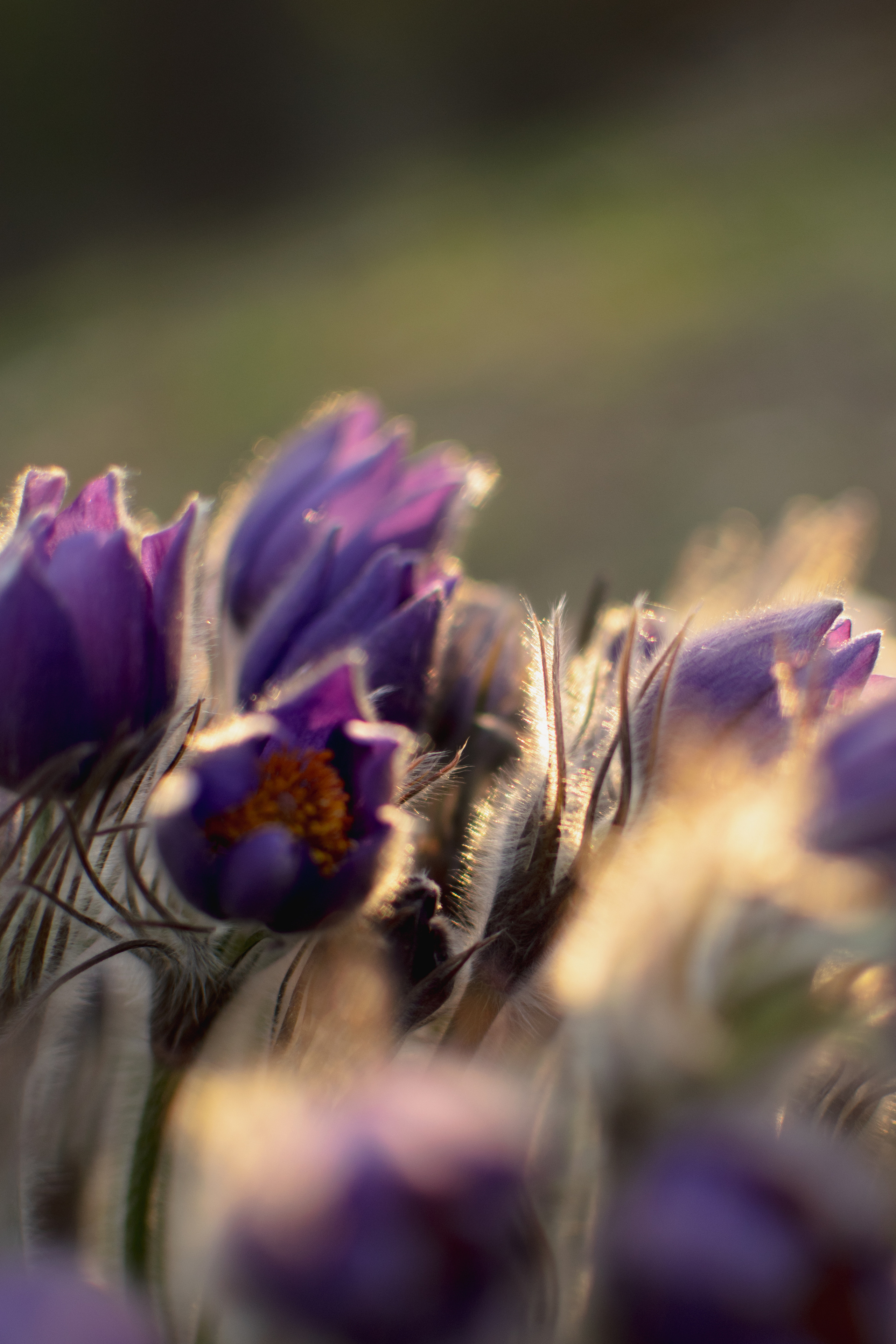 Мир вокруг меня. Фотограф вдохновленной жизнью и природой Надежда Адданикова