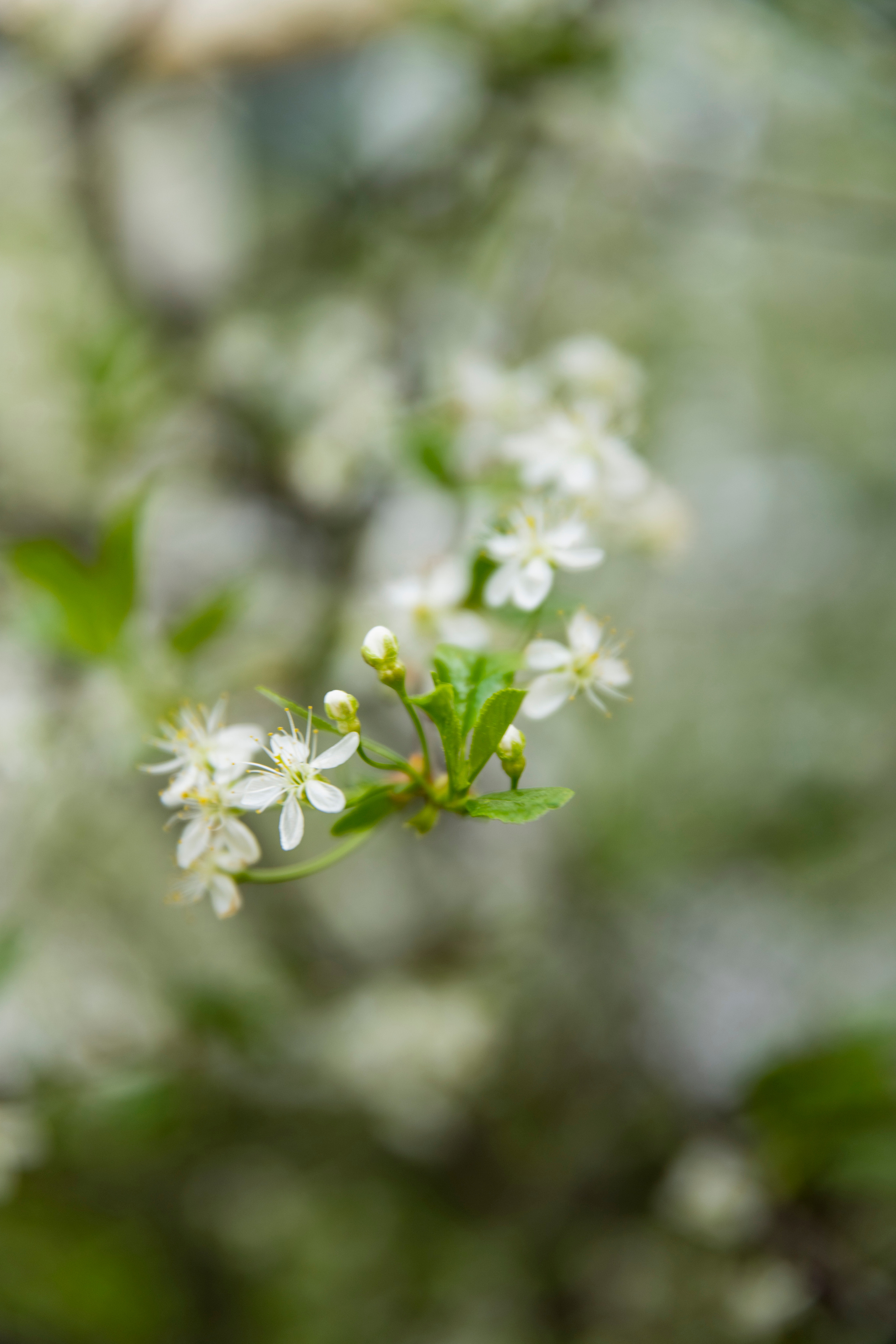Мир вокруг меня. Фотограф вдохновленной жизнью и природой Надежда Адданикова