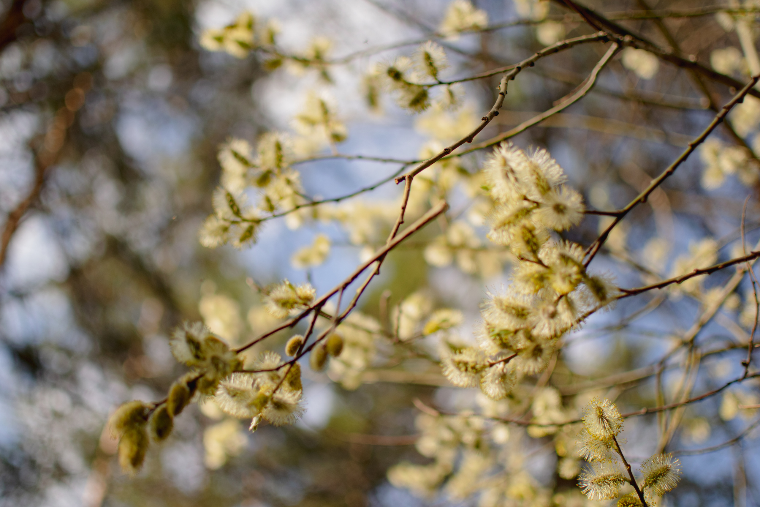 Мир вокруг меня. Фотограф вдохновленной жизнью и природой Надежда Адданикова