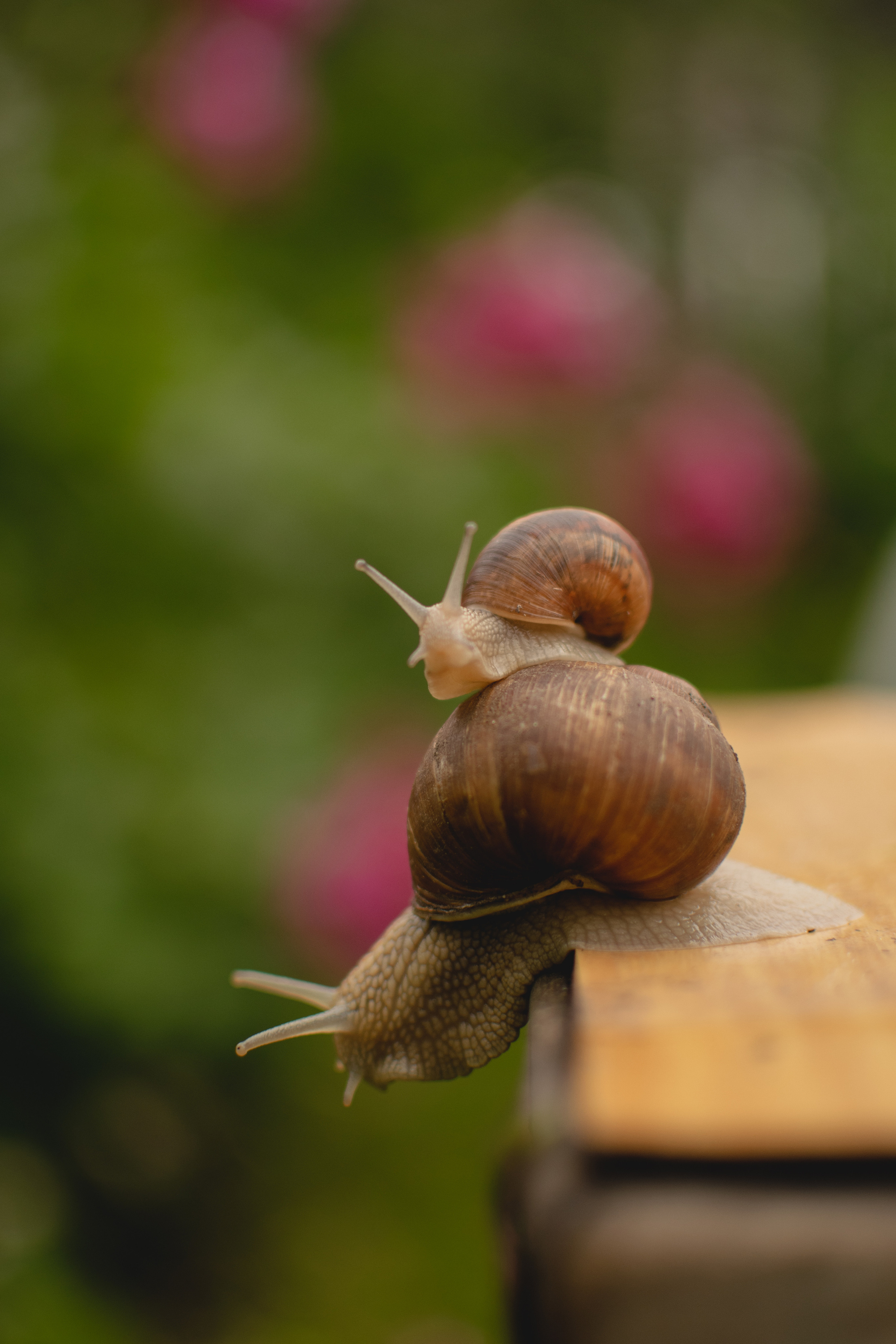 Улитки и Мирослава. Фотограф вдохновленной жизнью и природой Надежда Адданикова