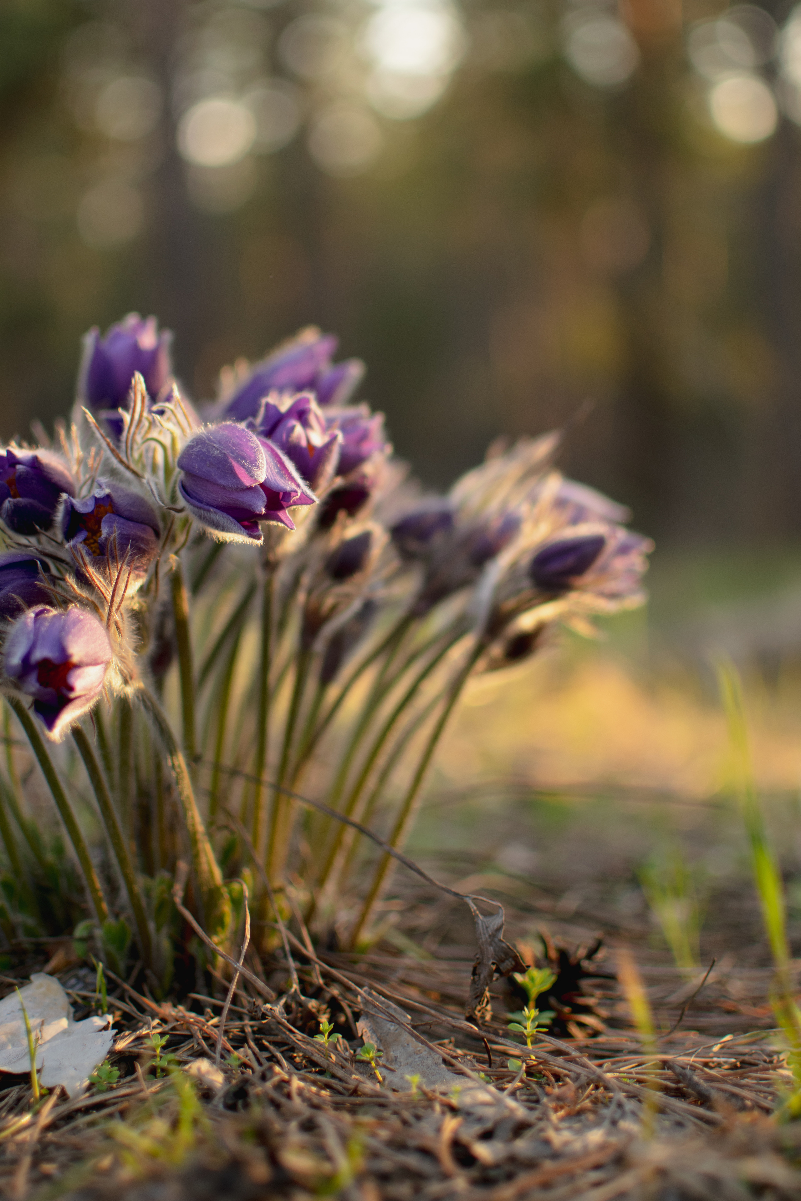 Мир вокруг меня. Фотограф вдохновленной жизнью и природой Надежда Адданикова