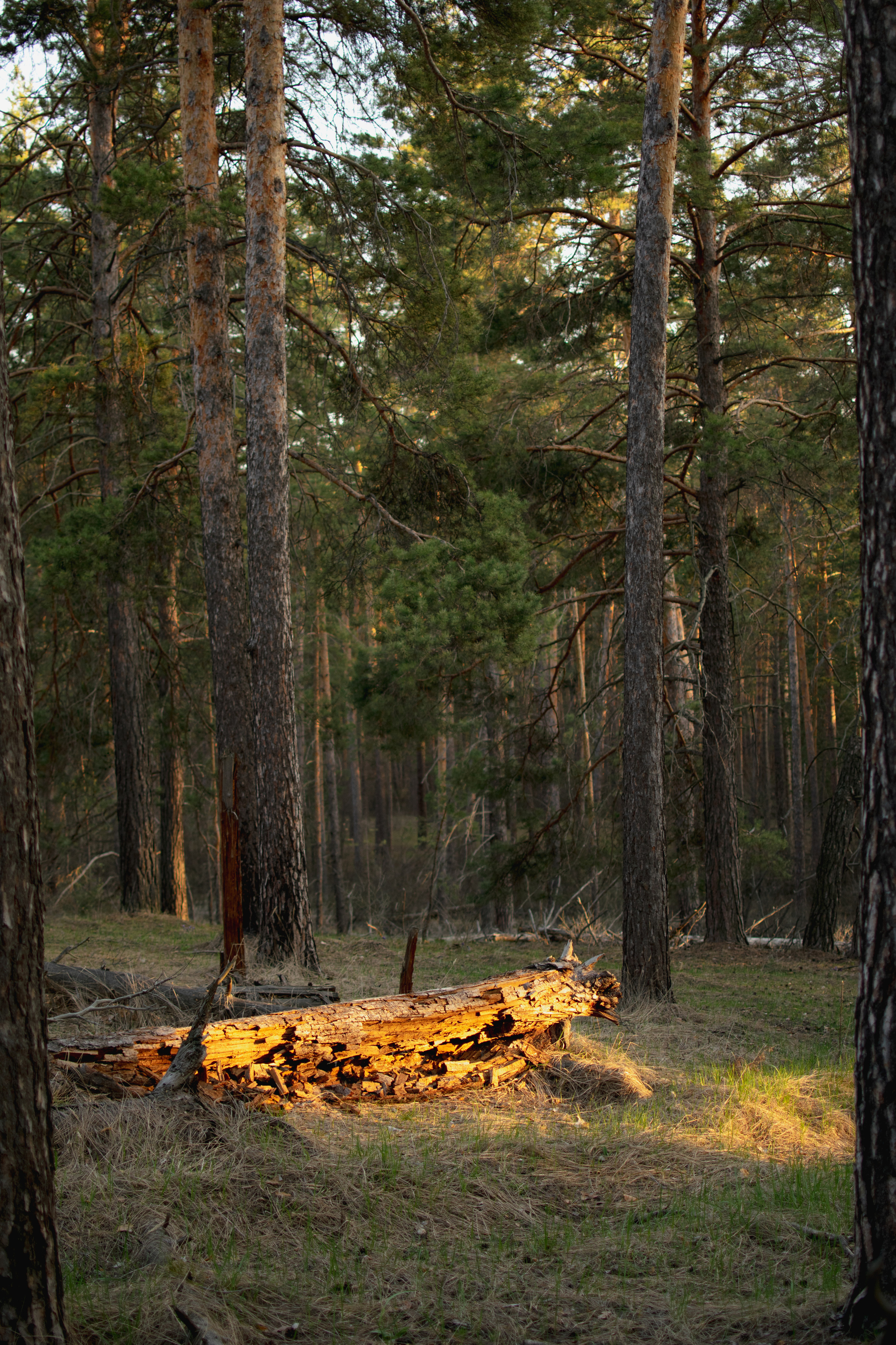 Мир вокруг меня. Фотограф вдохновленной жизнью и природой Надежда Адданикова