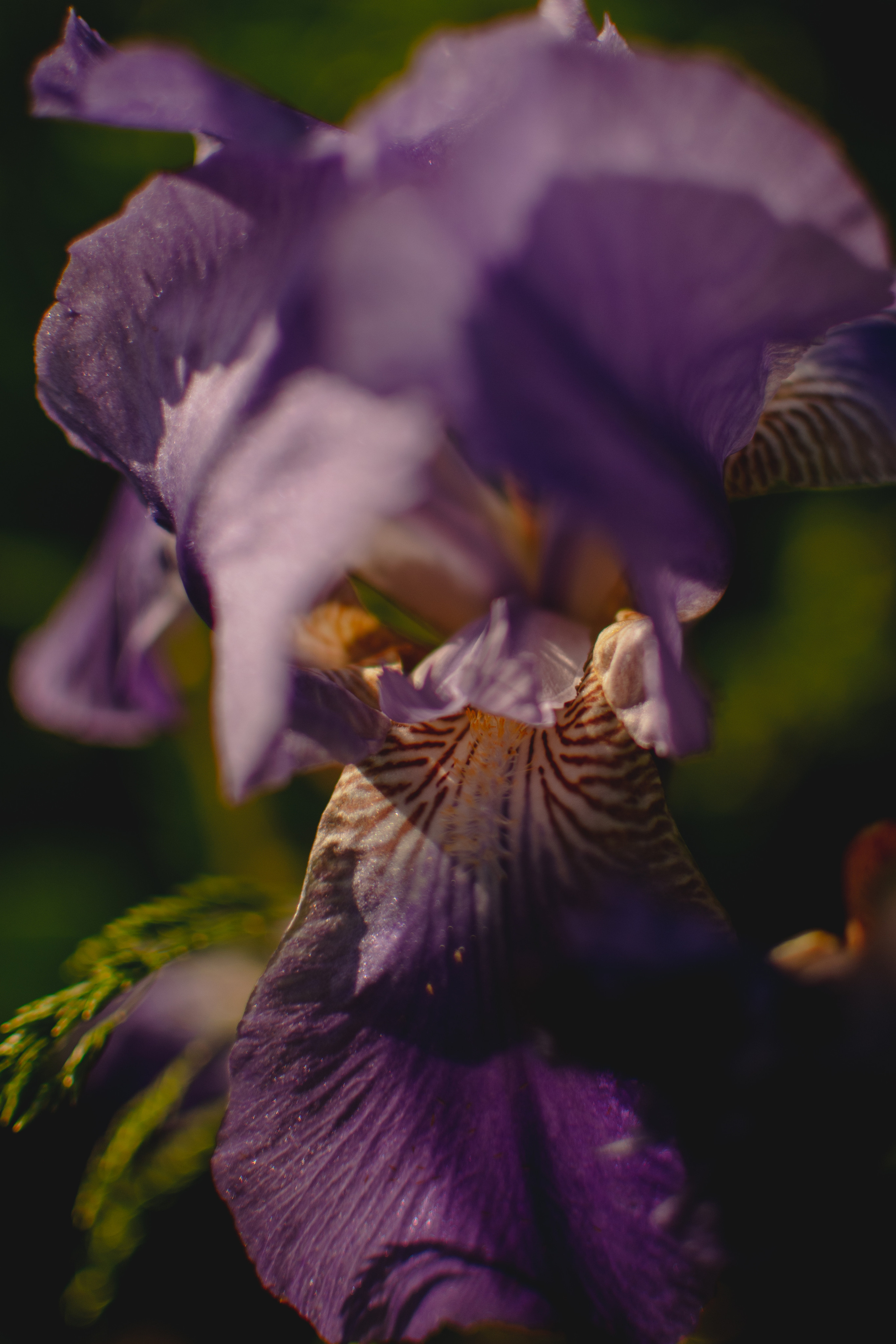 Мир вокруг меня. Фотограф вдохновленной жизнью и природой Надежда Адданикова