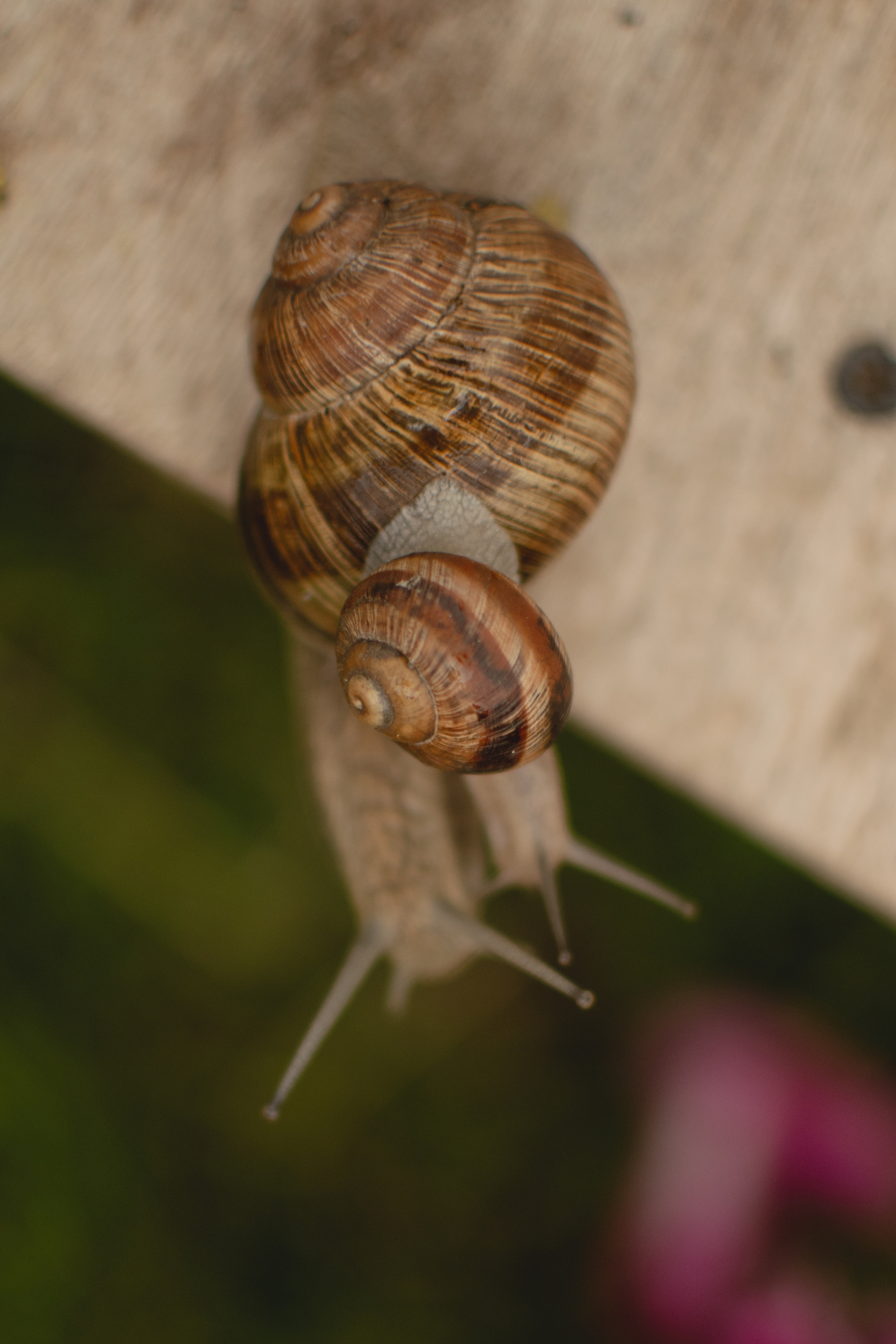 Улитки и Мирослава. Фотограф вдохновленной жизнью и природой Надежда Адданикова