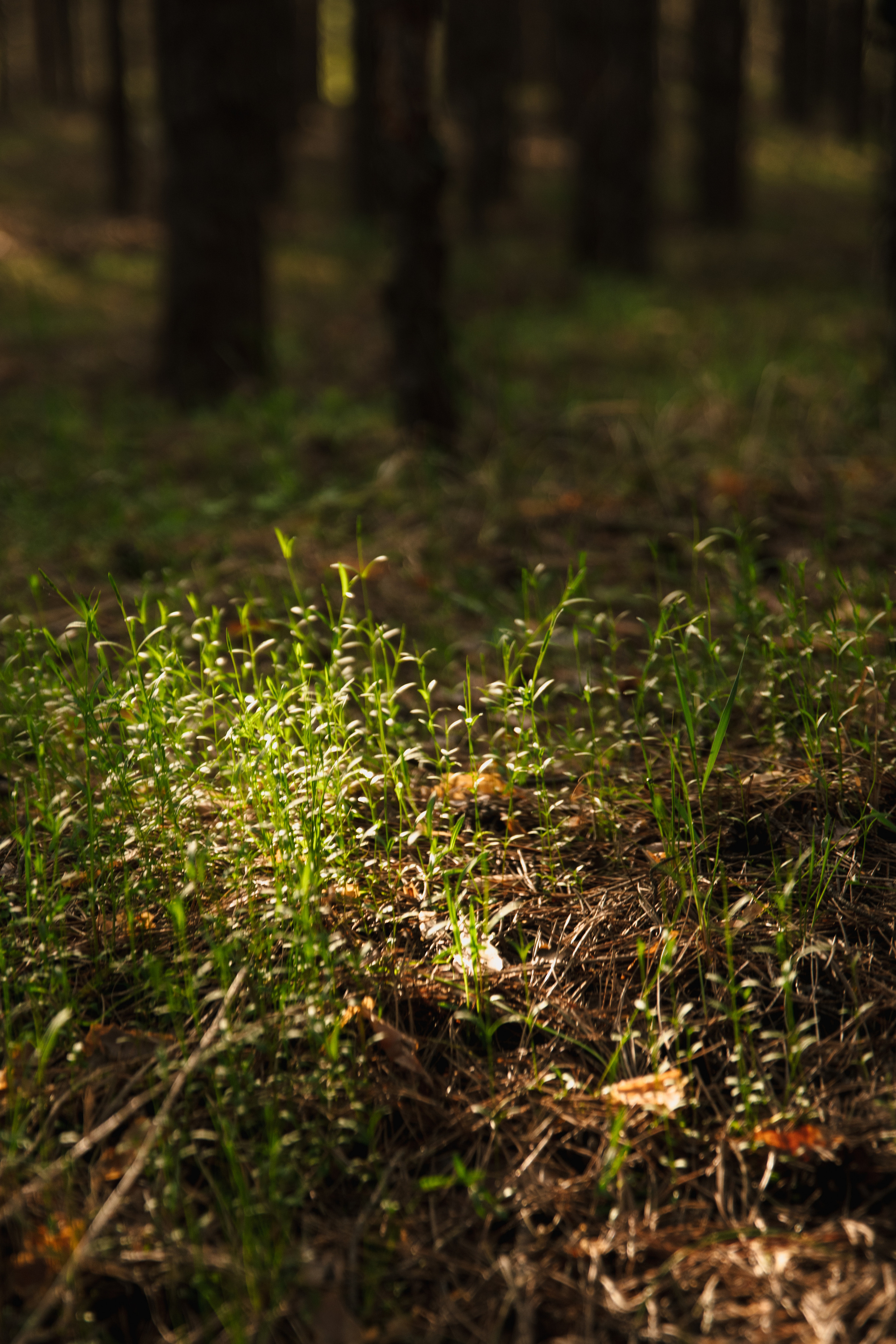 Мир вокруг меня. Фотограф вдохновленной жизнью и природой Надежда Адданикова