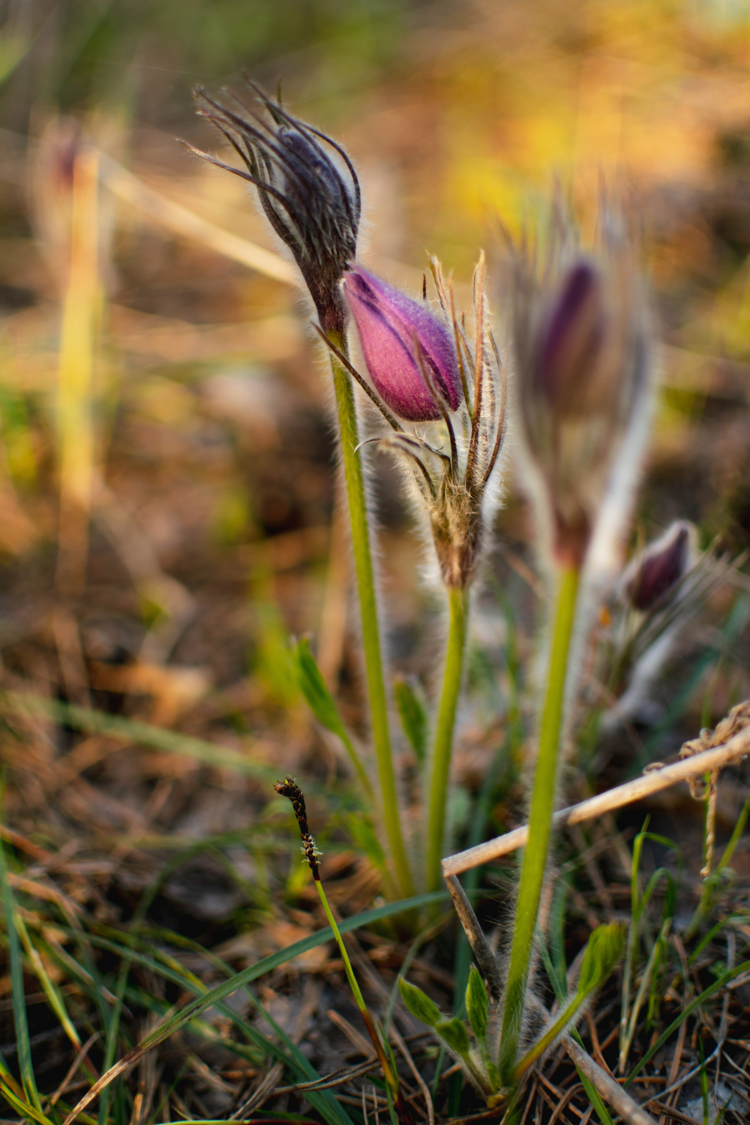 Мир вокруг меня. Фотограф вдохновленной жизнью и природой Надежда Адданикова