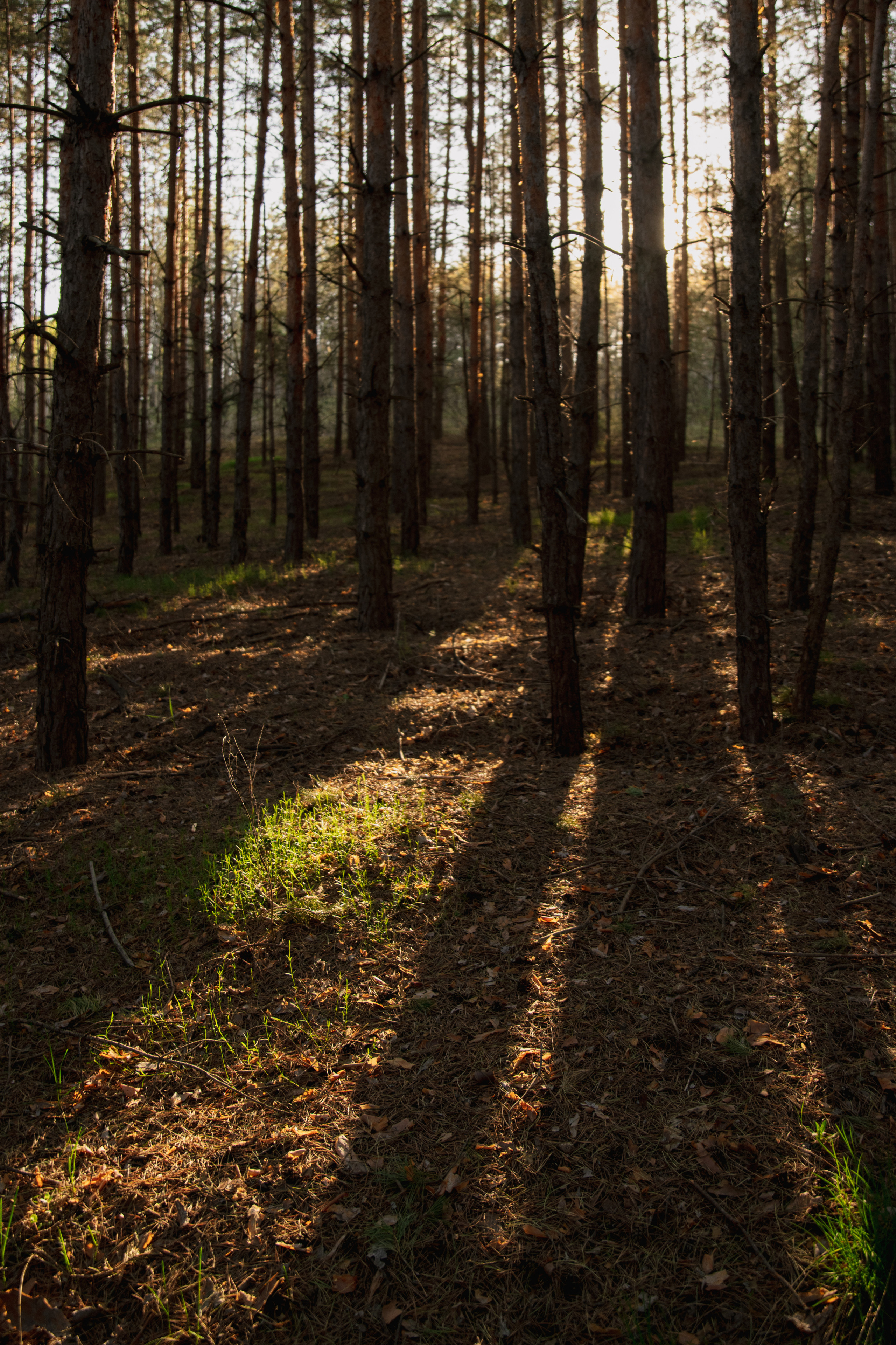 Мир вокруг меня. Фотограф вдохновленной жизнью и природой Надежда Адданикова
