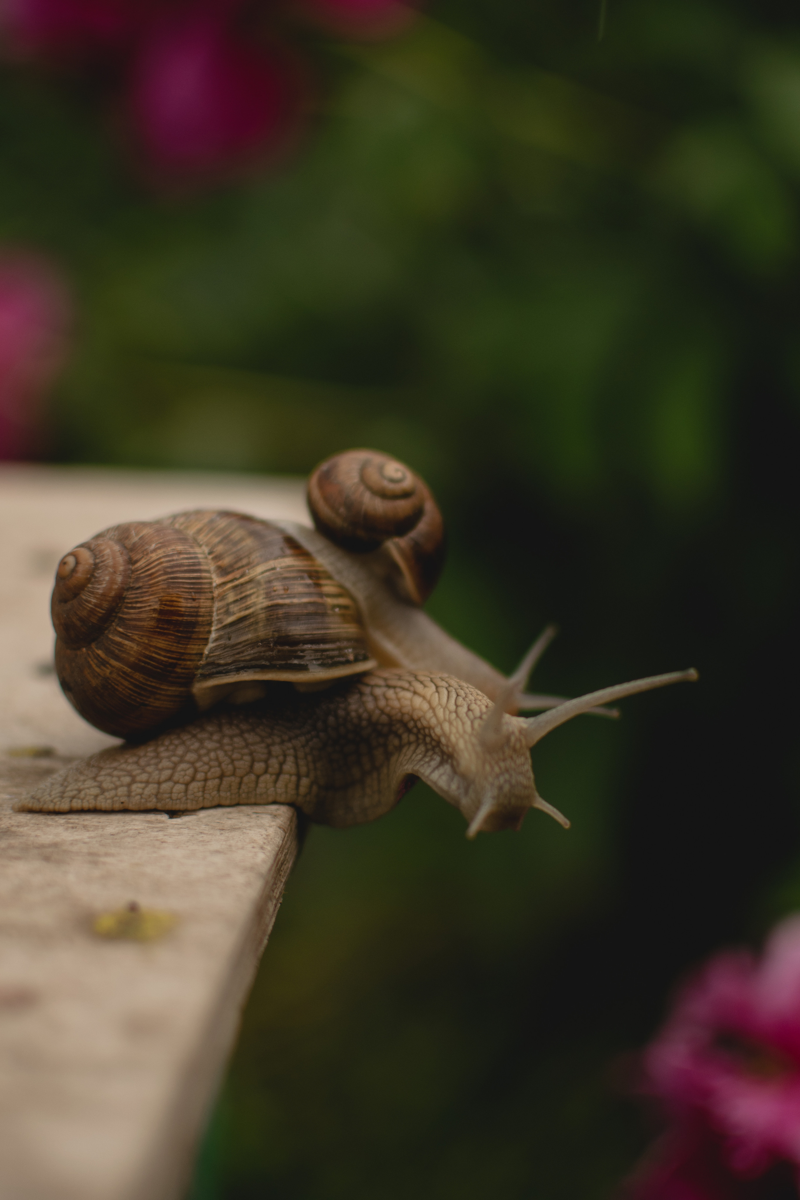 Улитки и Мирослава. Фотограф вдохновленной жизнью и природой Надежда Адданикова