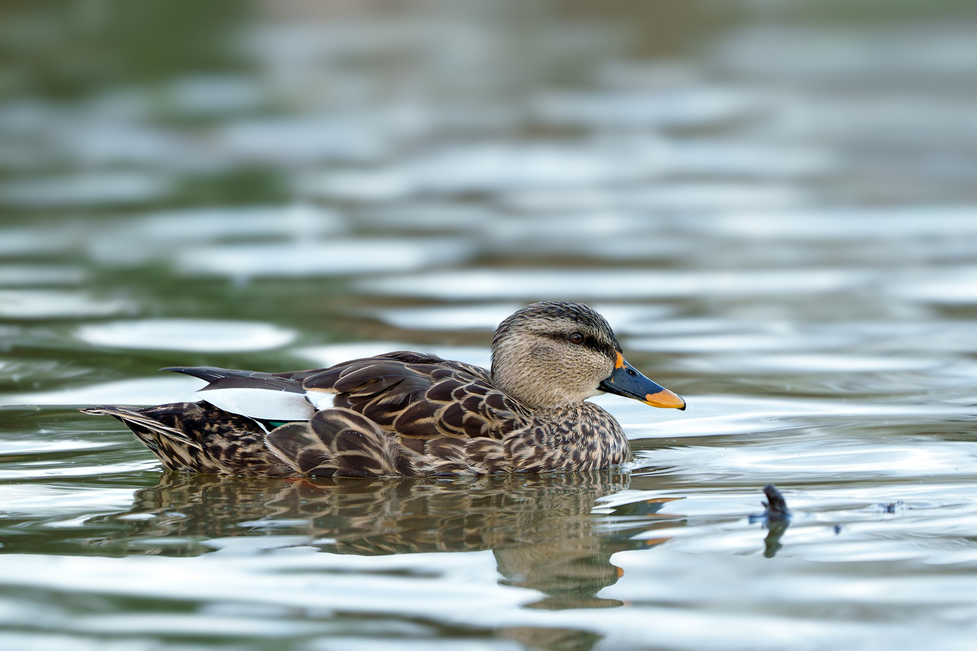 Удивительные мир птиц. Вокруг нас столько прекрасного — присмотритесь!. Ваш личный фотограф Марина Волкова