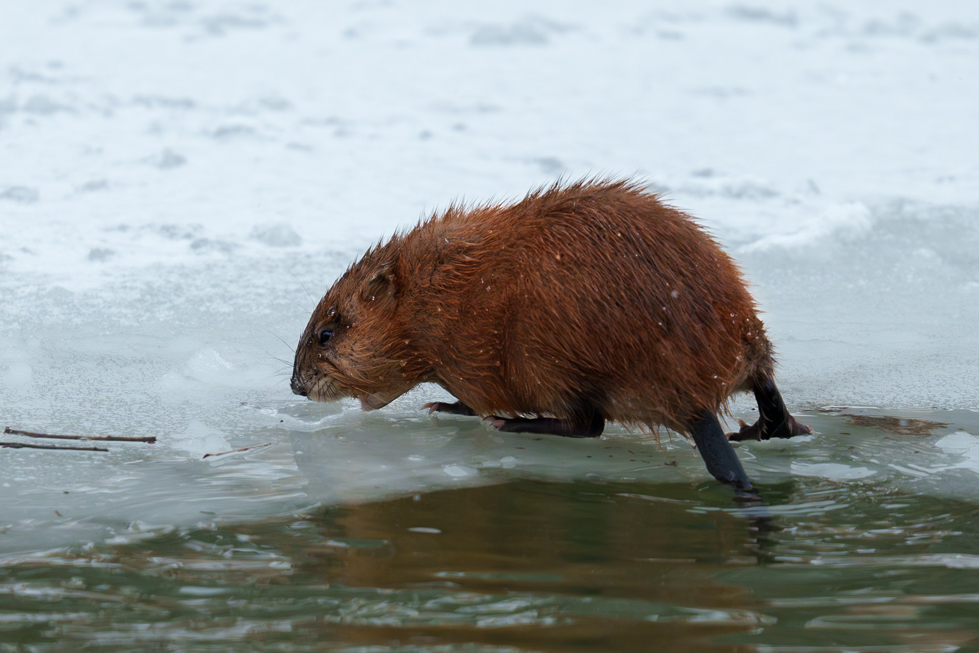 Животные. Ваш личный фотограф Марина Волкова