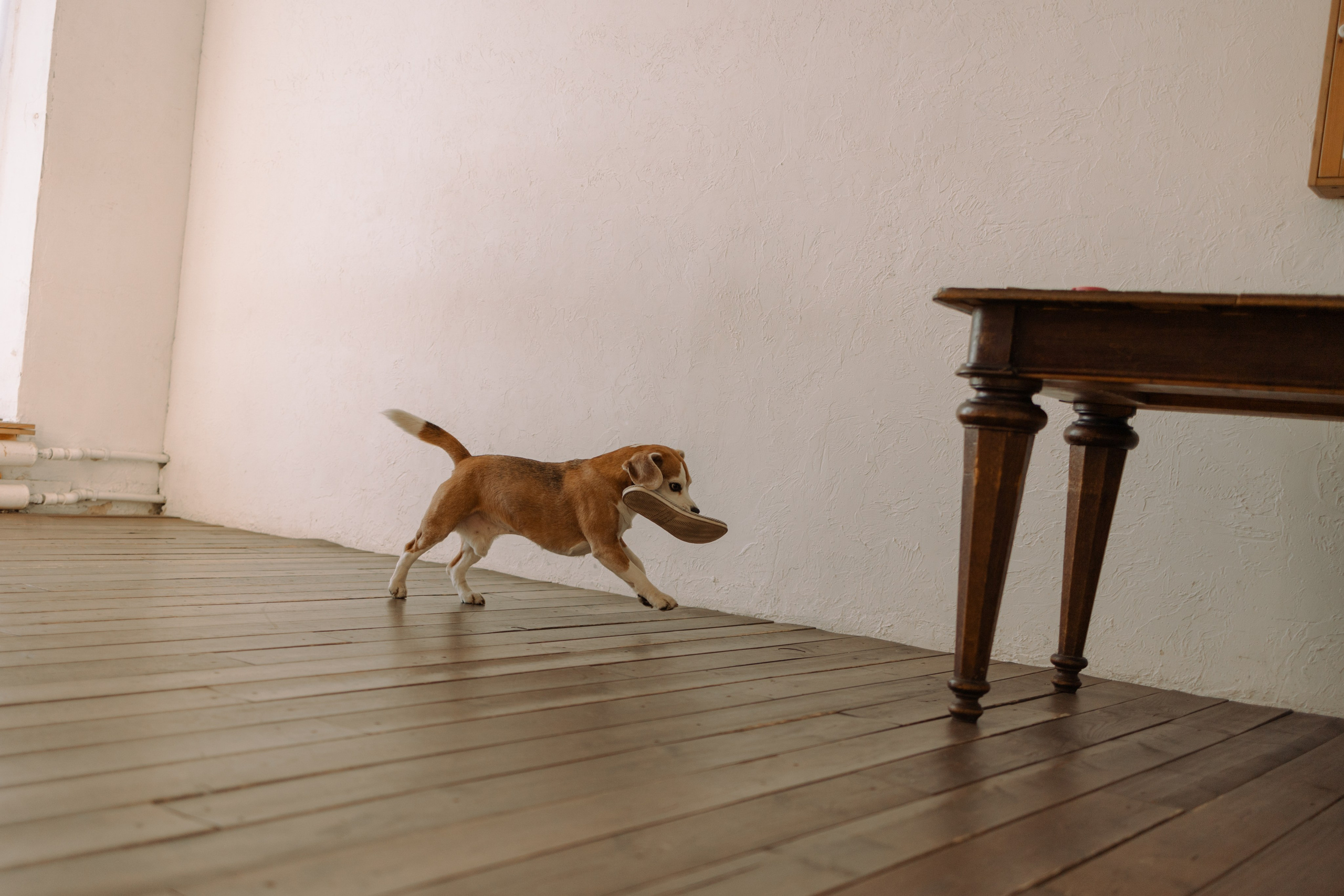 Даня и его семья. Фотограф — Анималист | Санкт-Петербург