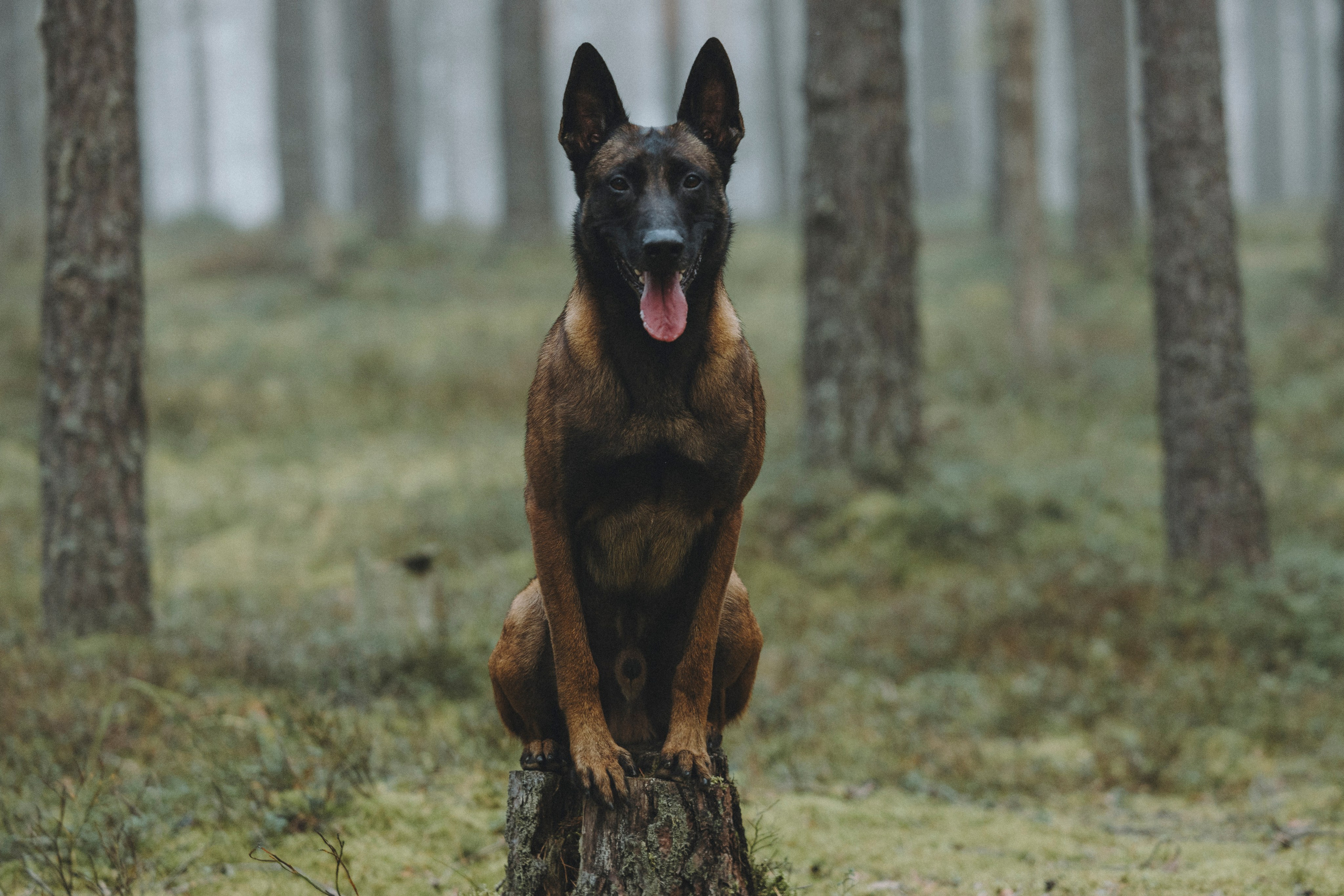 Рики и Цедра. Фотограф-анималист Анна Маринич