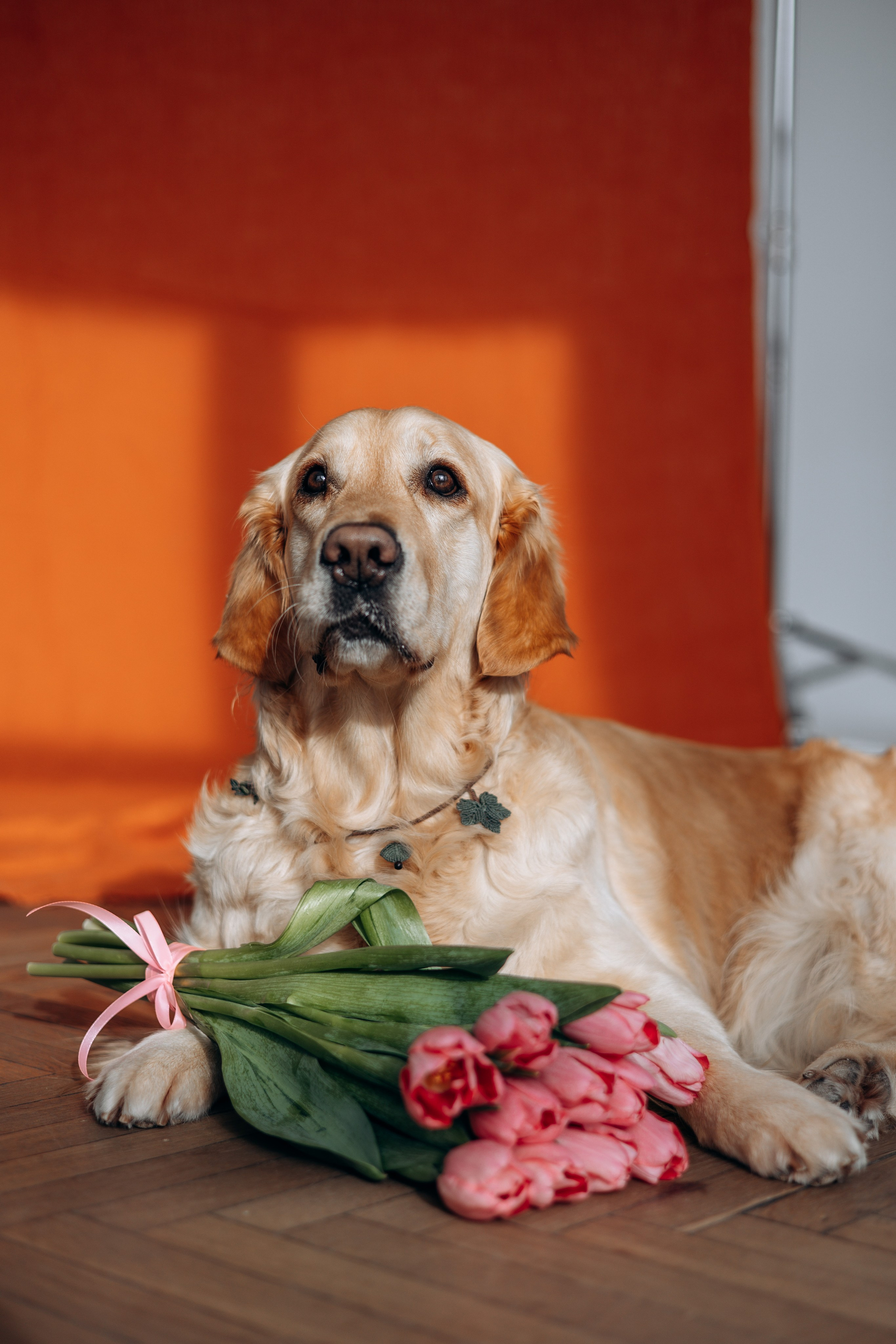 Марина и Чили. Фотограф — Анималист | Санкт-Петербург