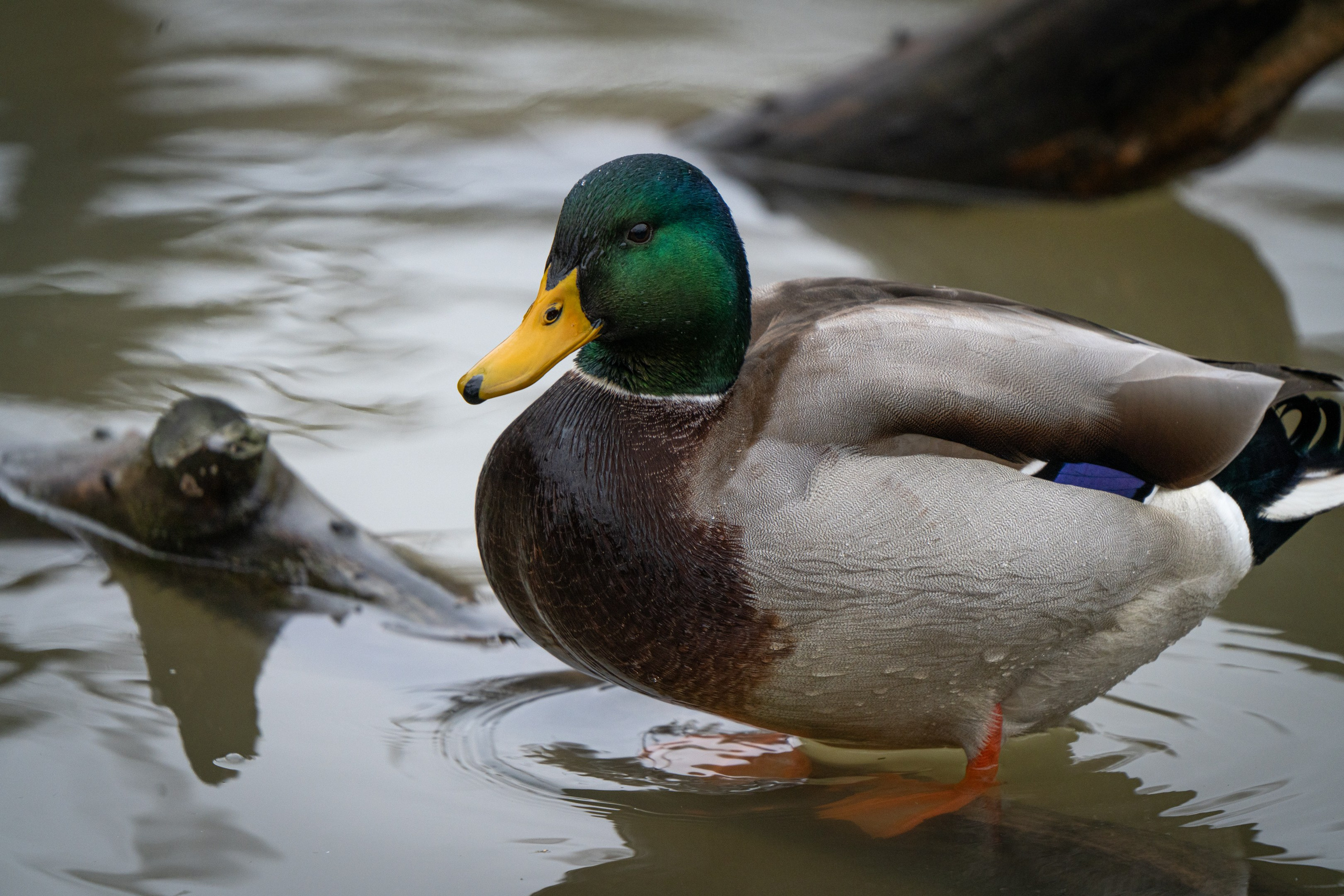 Животные. ПОБУДЬ ЗДЕСЬ И ЦЕЛЕЕ БУДЕТ ЭТОТ МИР