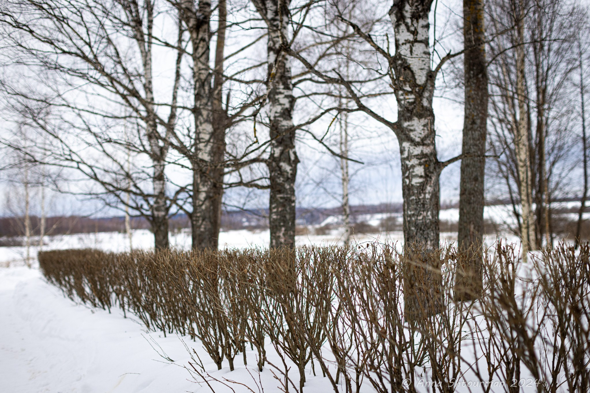 2024 Межрегиональная шахматная школа гроссмейстеров (Кострома, Россия). Фотограф Анна Штурман (репортажная съёмка любых событий и мероприятий) Anna Shtourman photographer