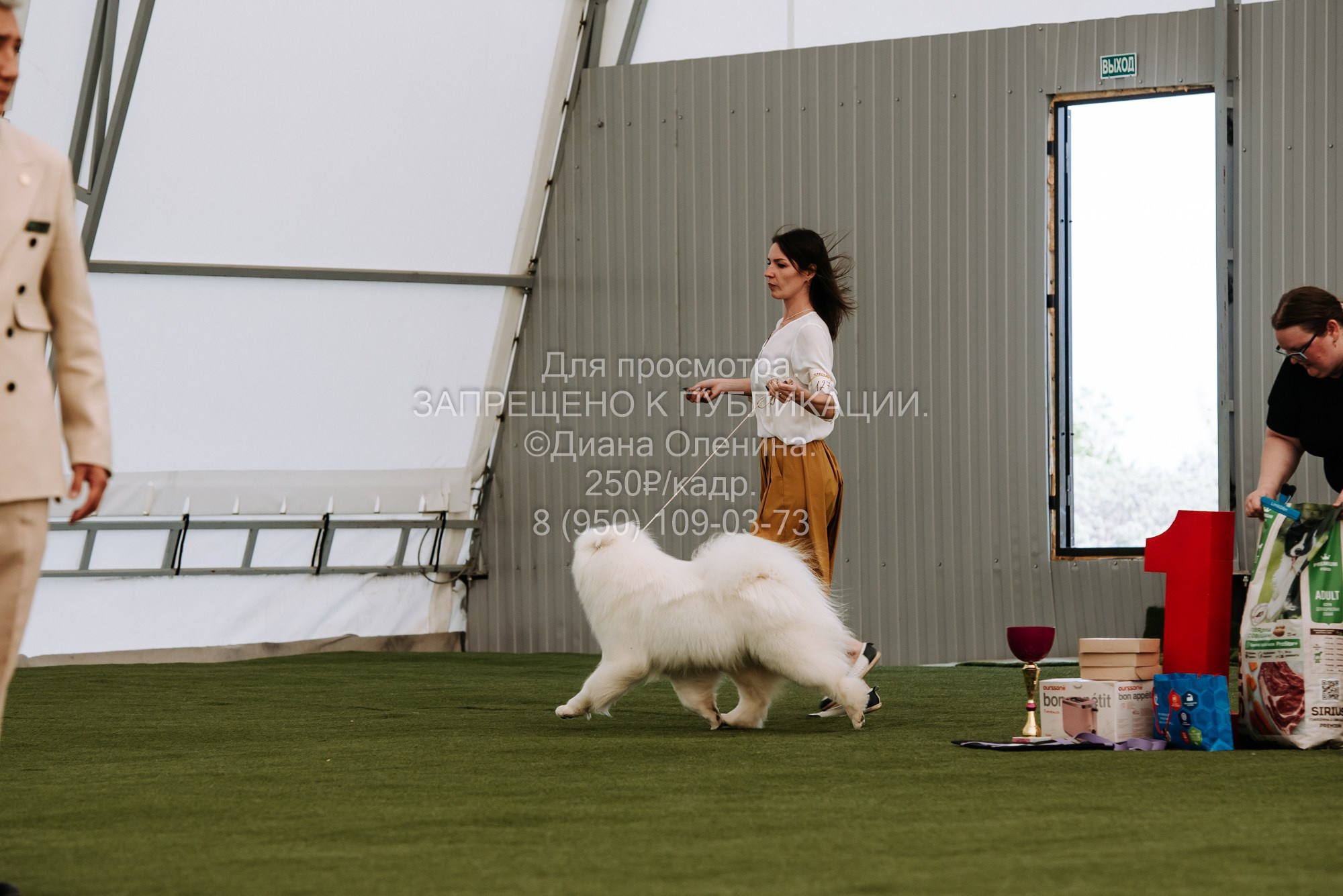 Выставка собак Красноярск 2.06. Фотограф Диана Оленина Красноярск / Братск