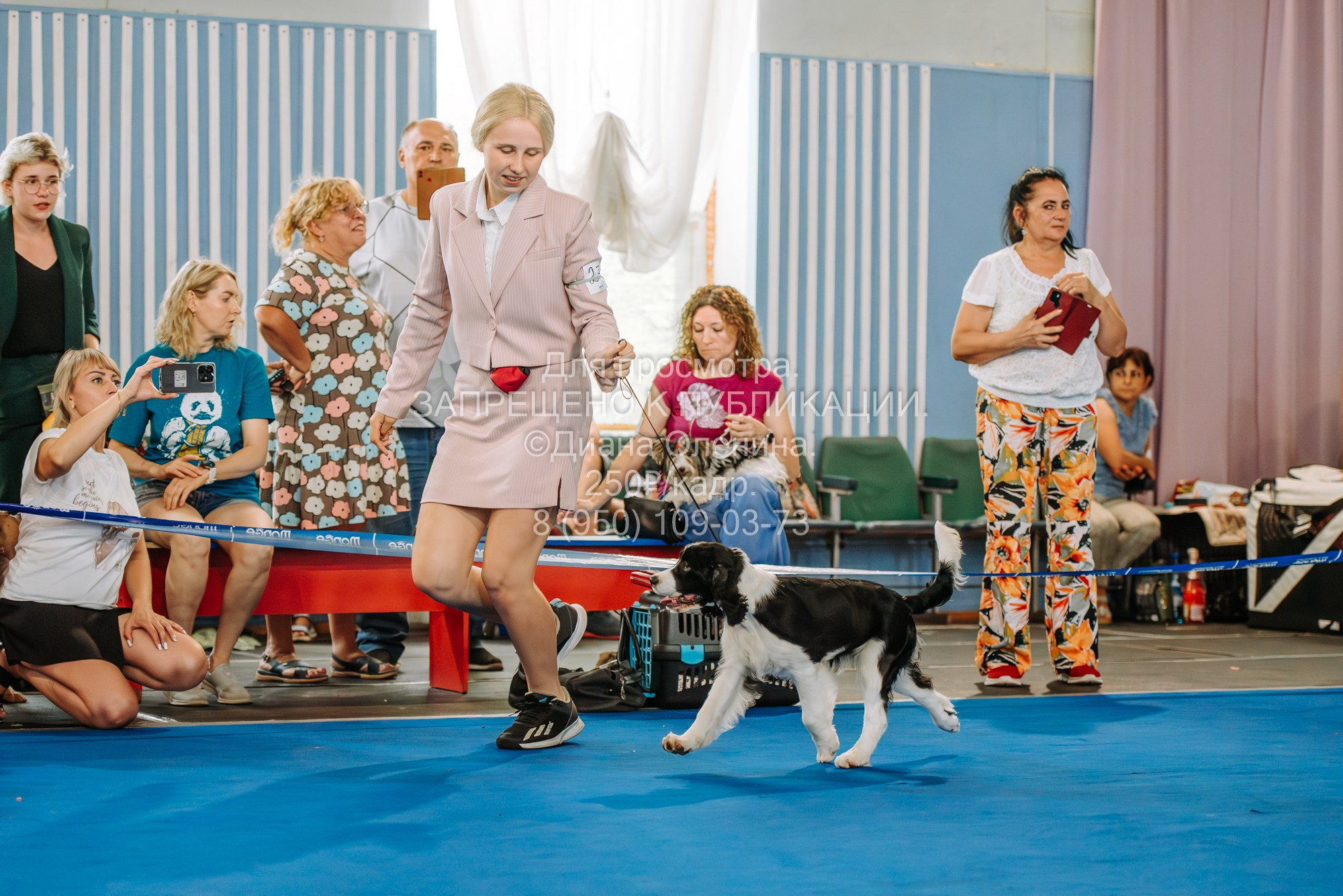 Национальная выставка собак всех пород ранга САС-IKU «Кубок Красноярск. Фотограф Диана Оленина Красноярск / Братск