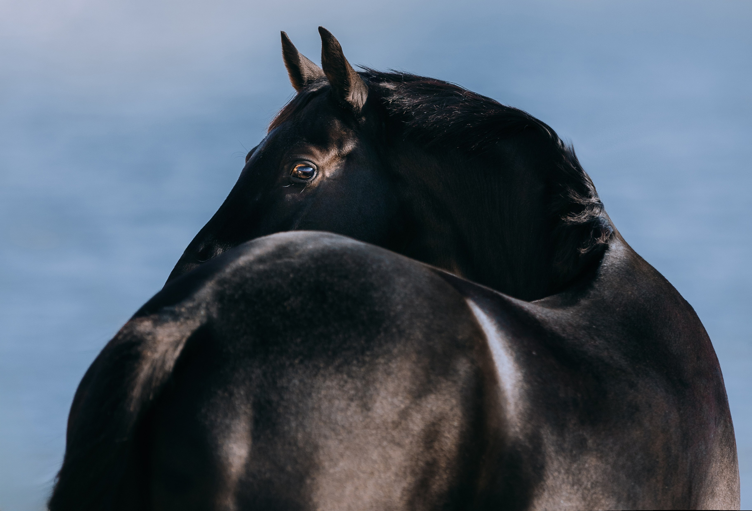 На природе. Фотограф-анималист Ксендзова Кристина
