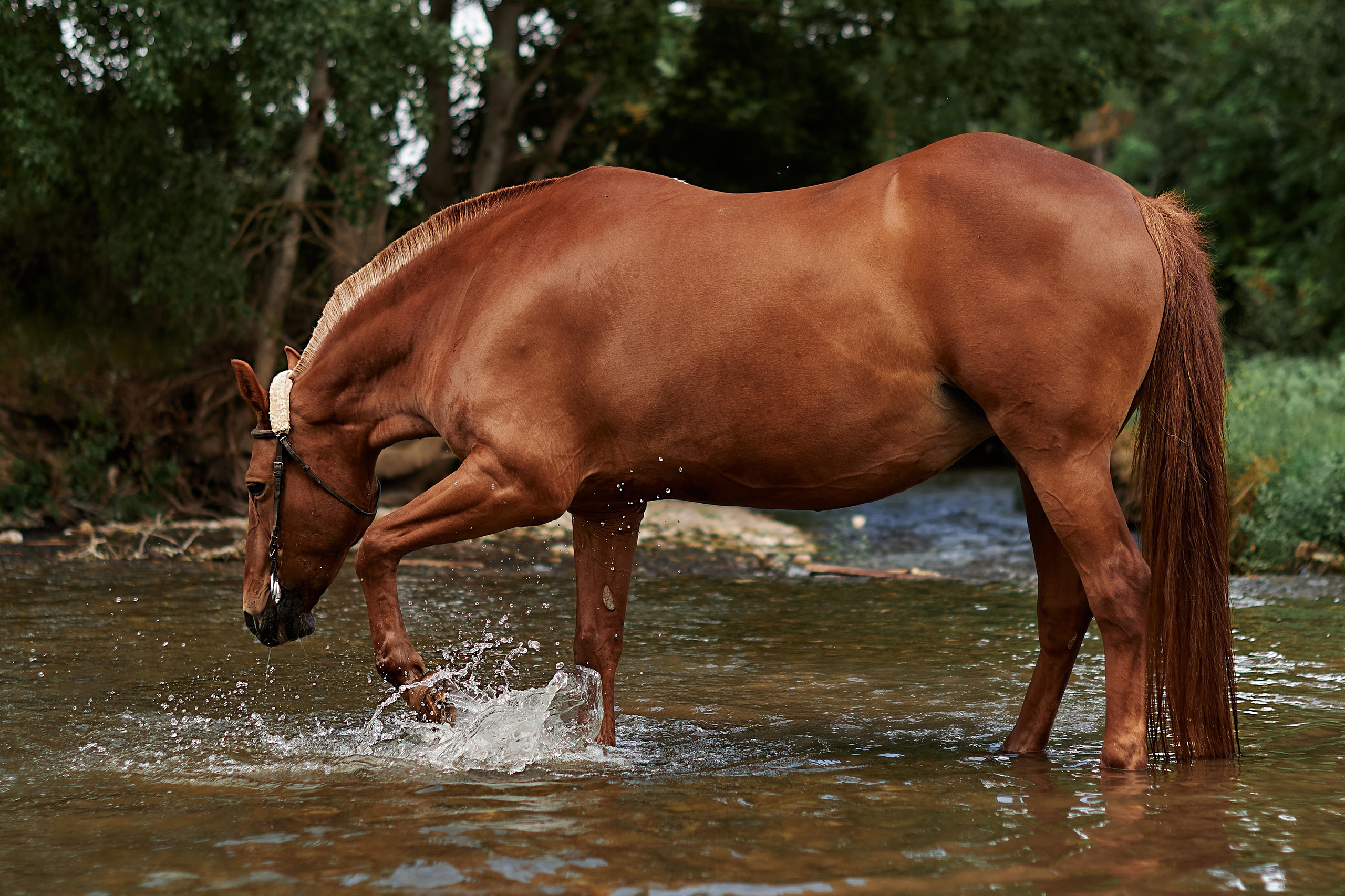 Касандра. Фотограф в Севастополе