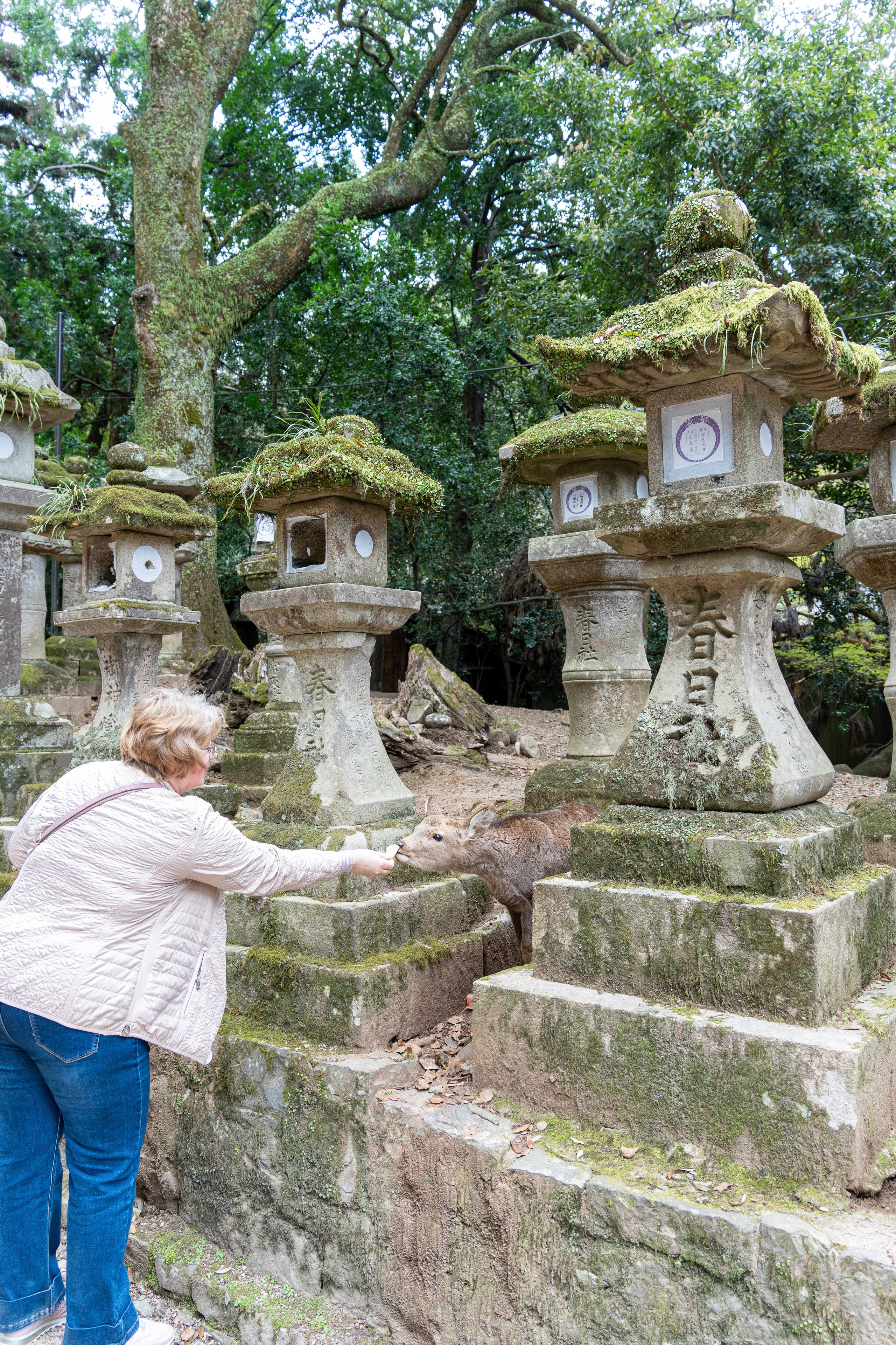 Япония, сакура. Творческие сьемки