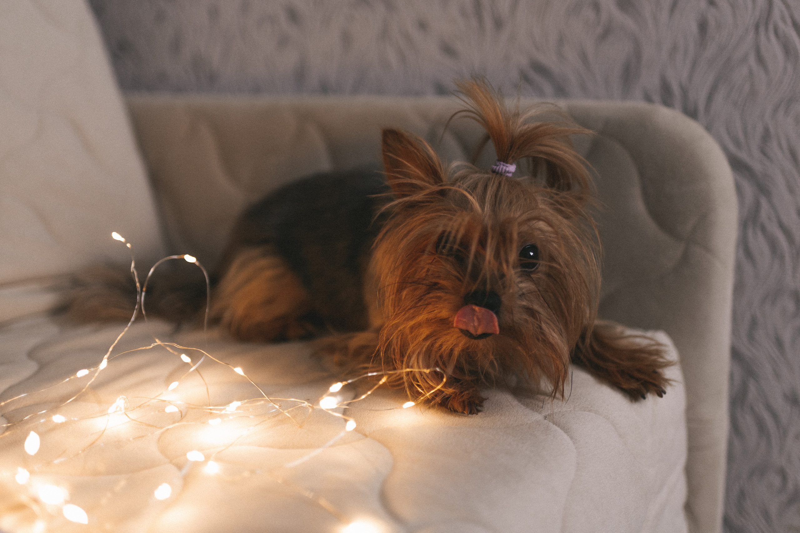 Новогоднее настроение. Женский и семейный фотограф в Москве Ирина Лысикова