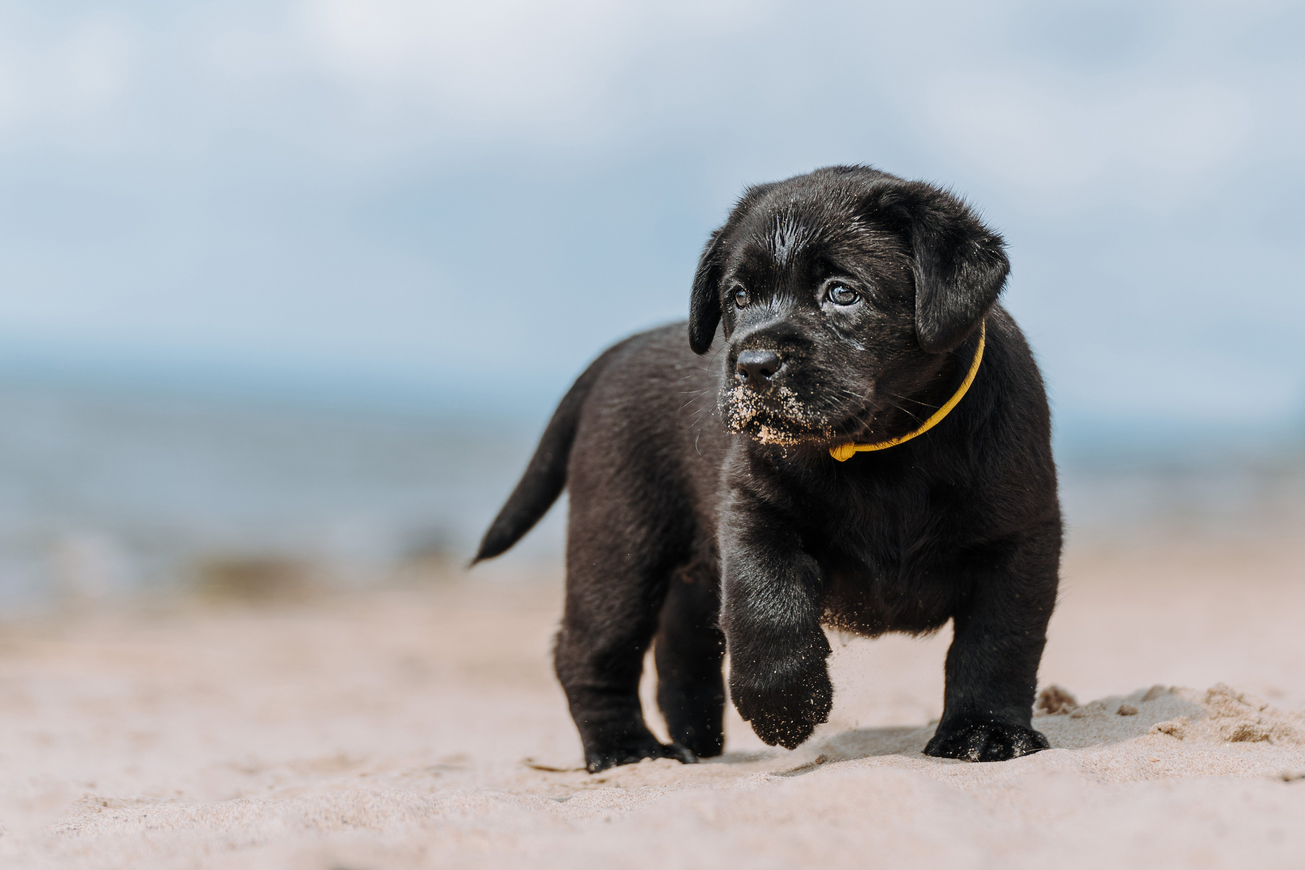 Лабрадорчики на пляже. Фотограф анималист в Спб недорого Олеся Майорова