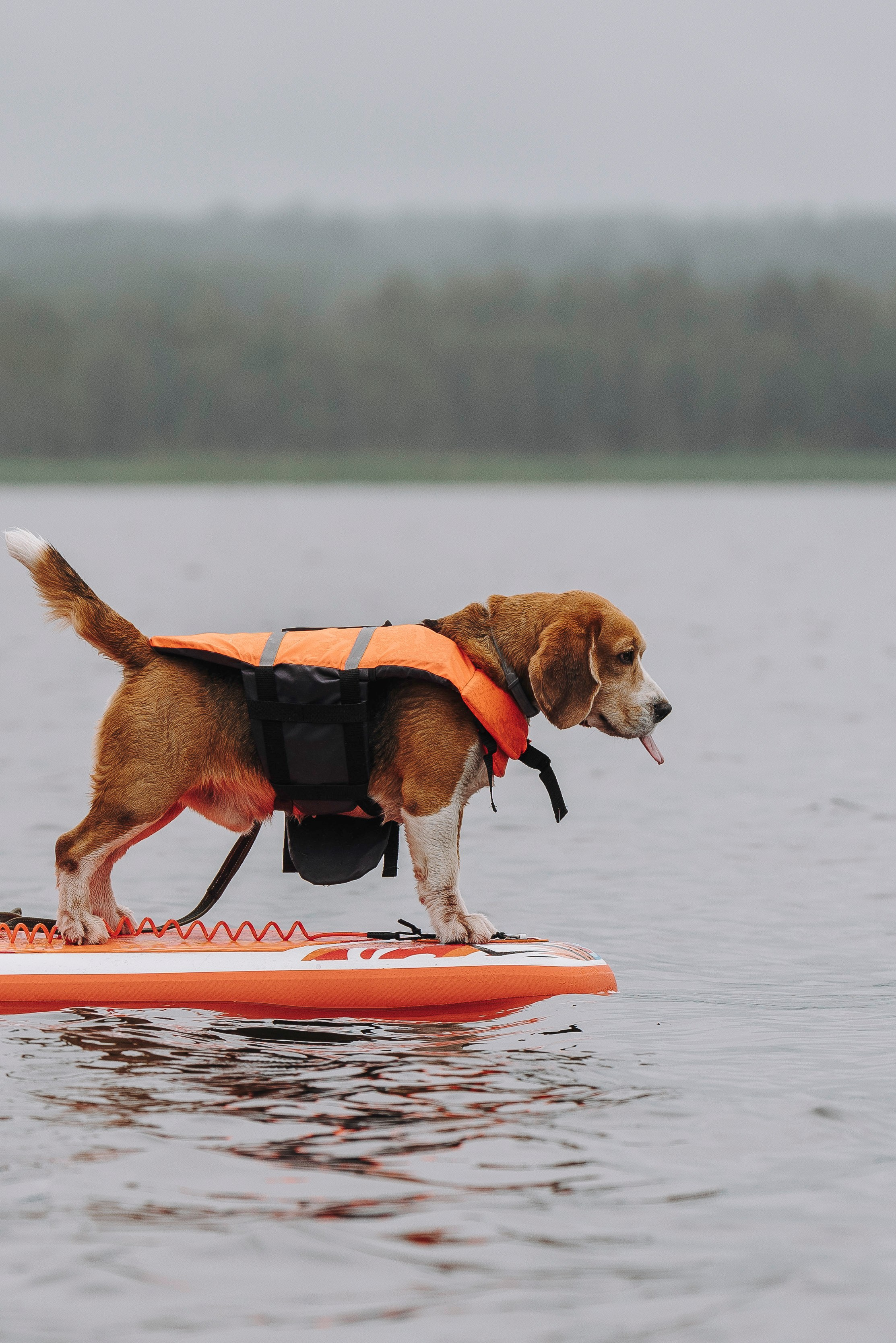 Катание на сапах с собаками. Фотограф анималист в Спб недорого Олеся Майорова