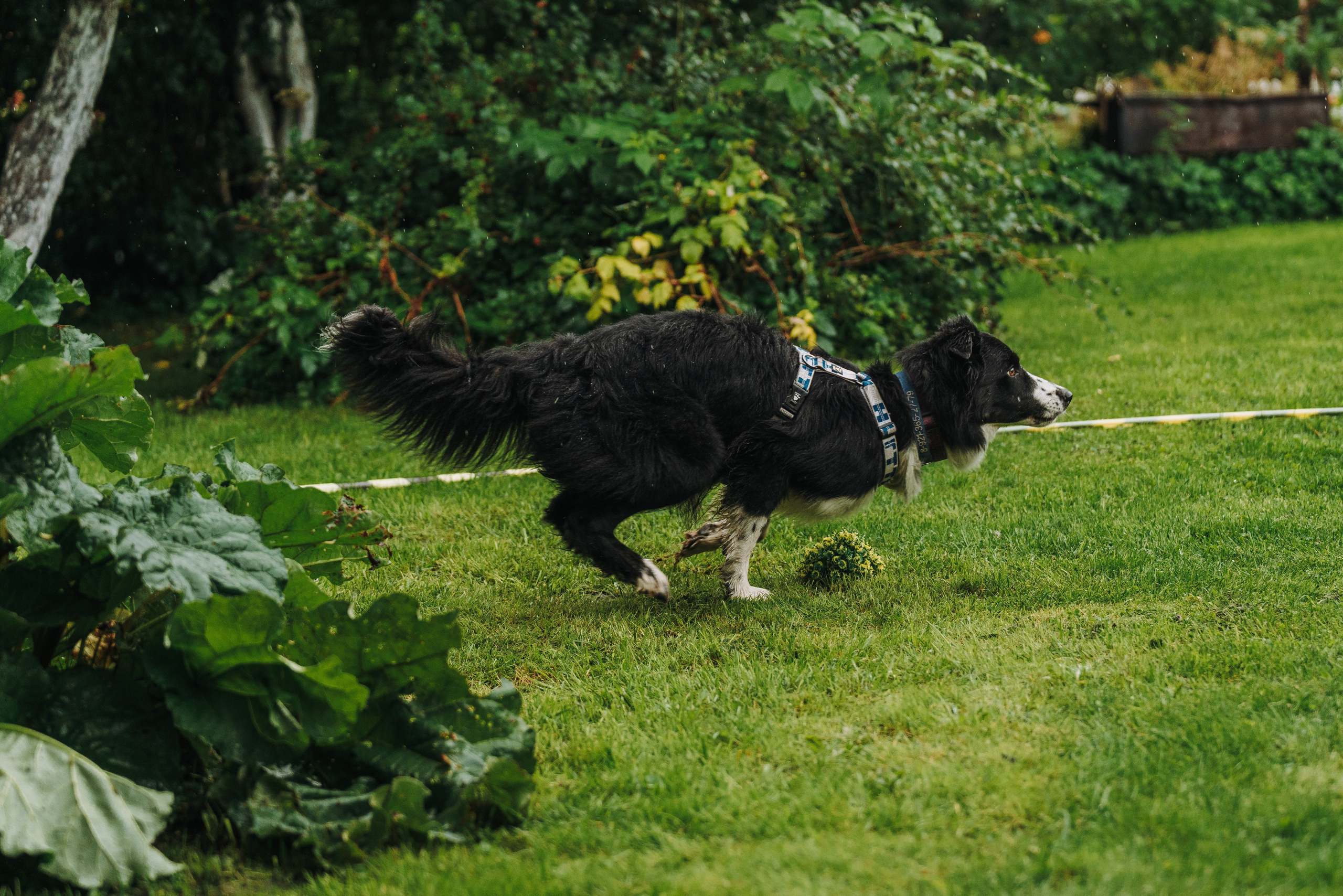 Соревнования по ноузворку в Новожилово. Фотограф анималист в Спб недорого Олеся Майорова