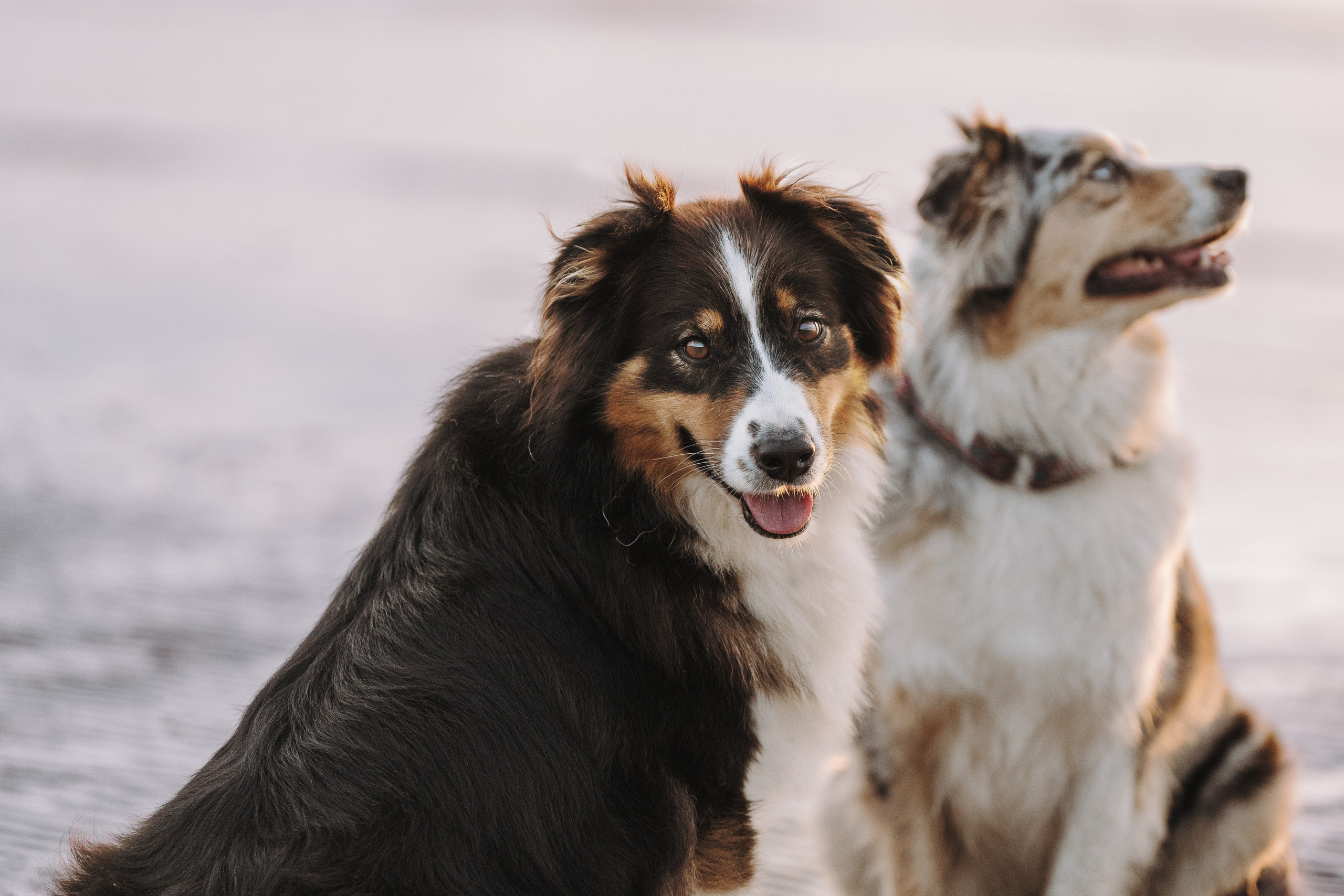 Фотограф анималист в Спб. Фотограф анималист в Спб недорого Олеся Майорова