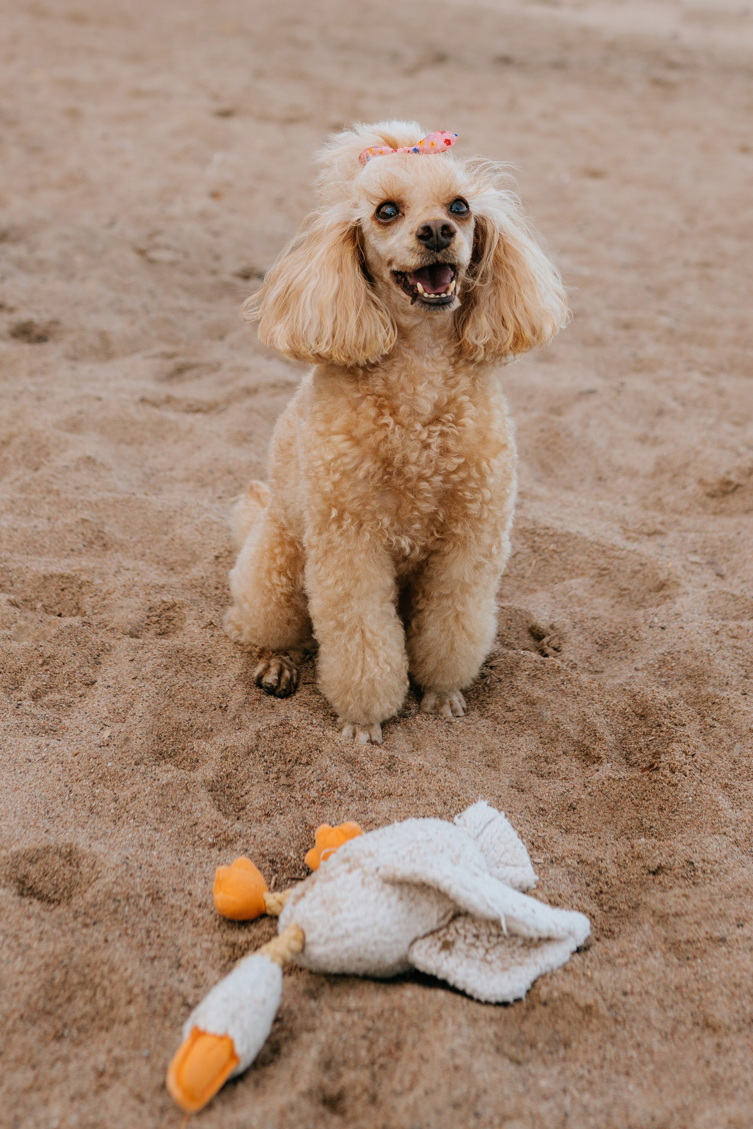 Фотосессия с собакой на пляже. Фотограф анималист в Спб недорого Олеся Майорова